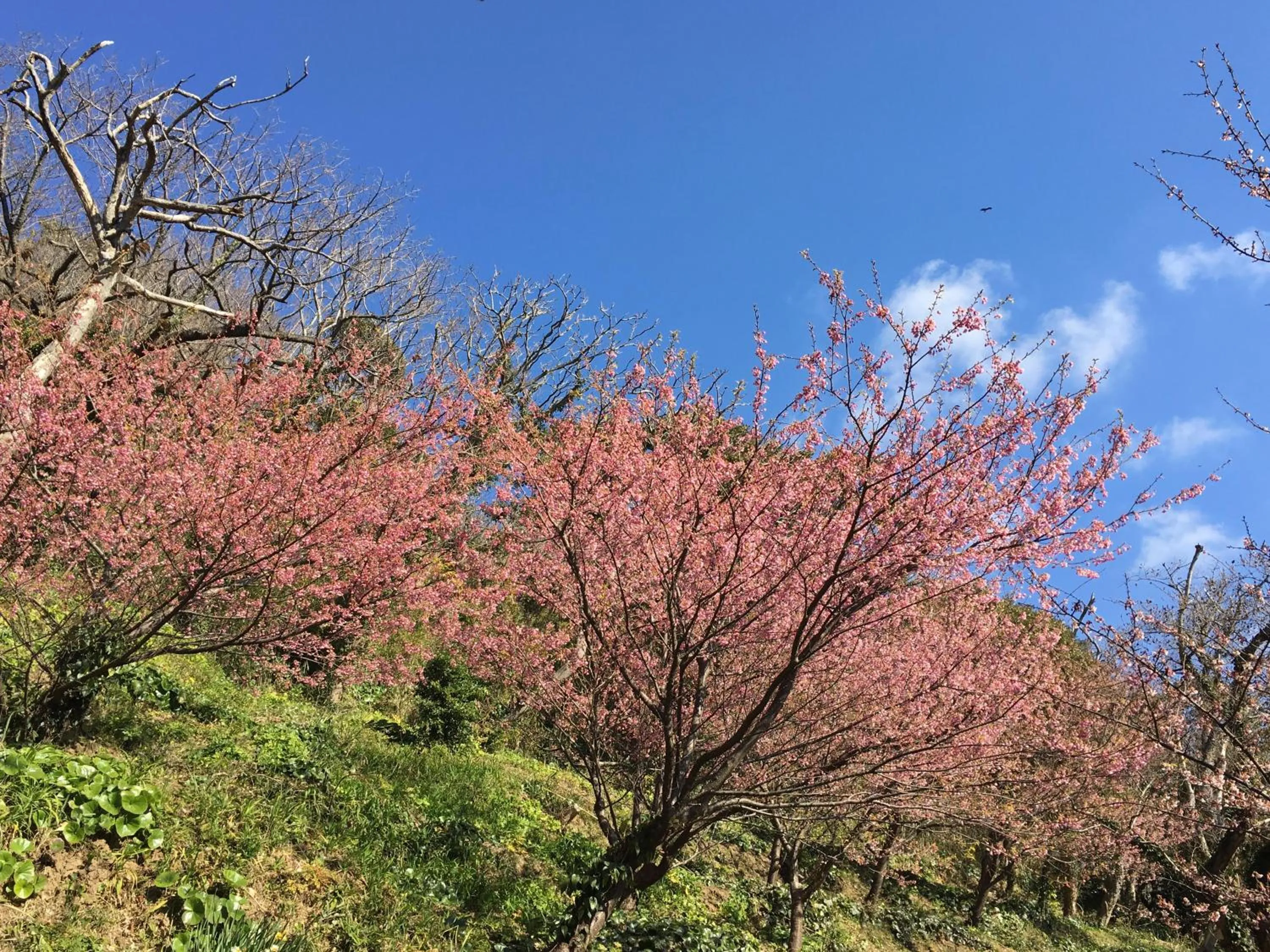Off site in Dogashima Onsen Hotel