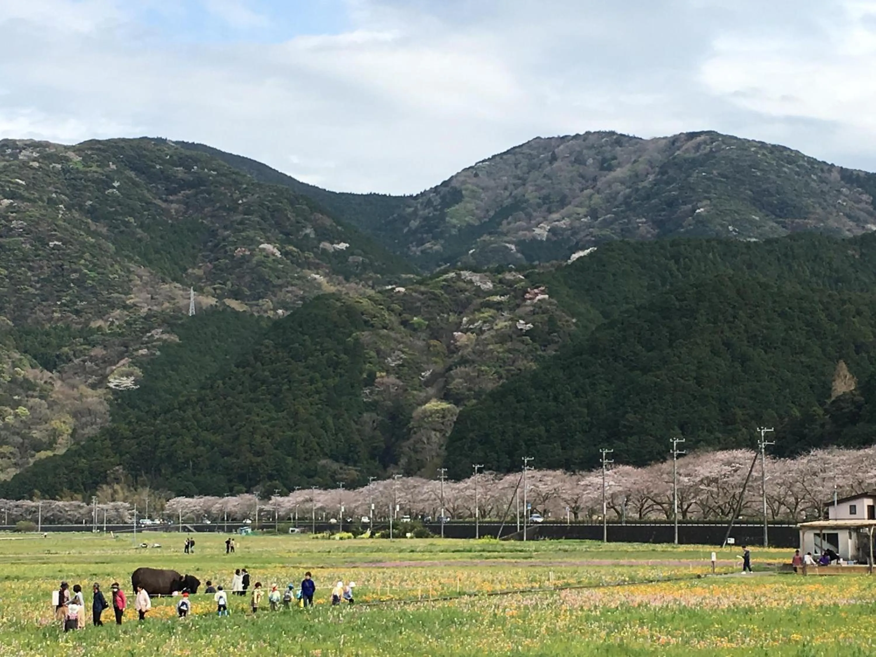 Spring in Dogashima Onsen Hotel