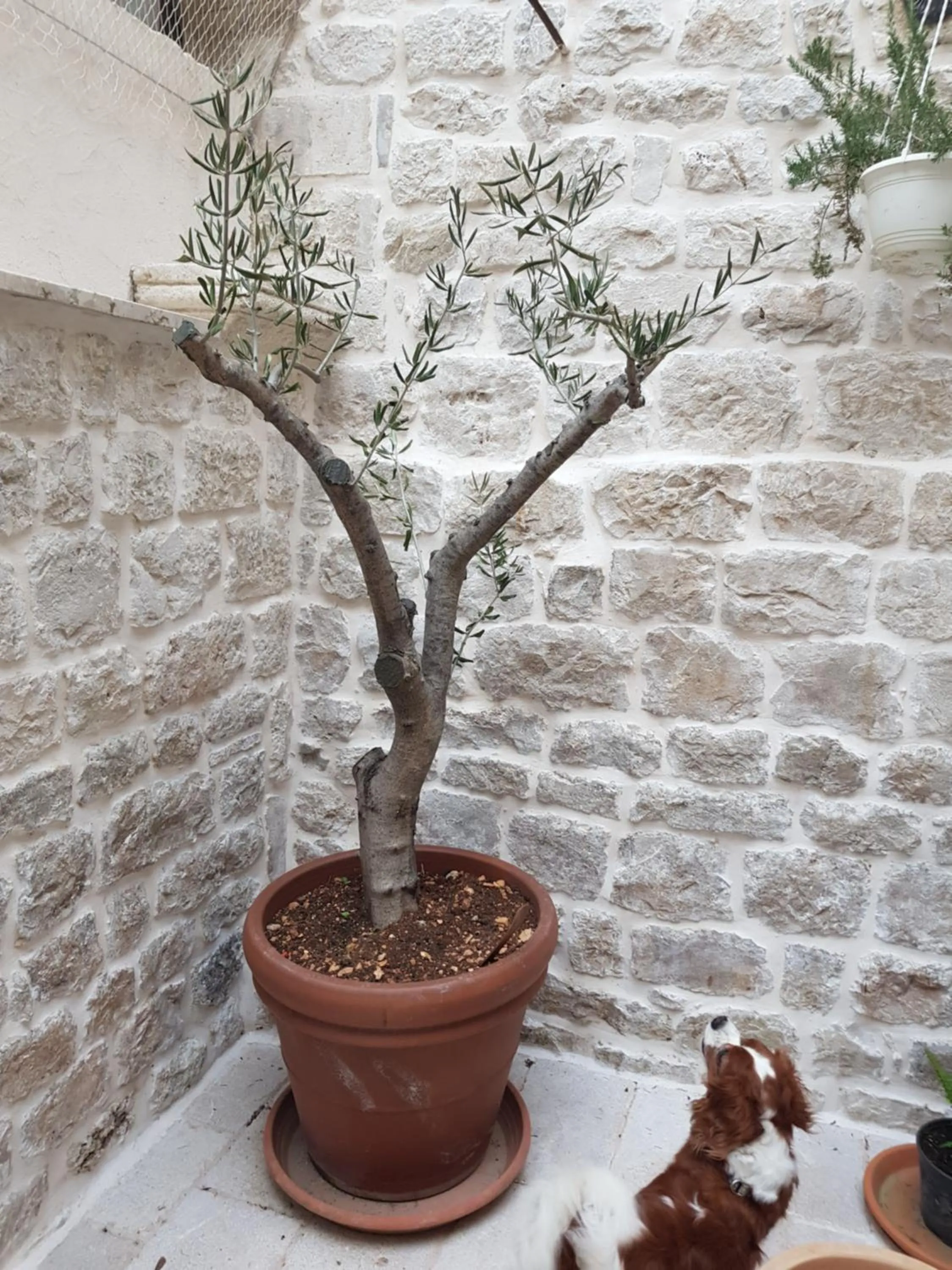 Garden in Villa Kudelik - Stone Story