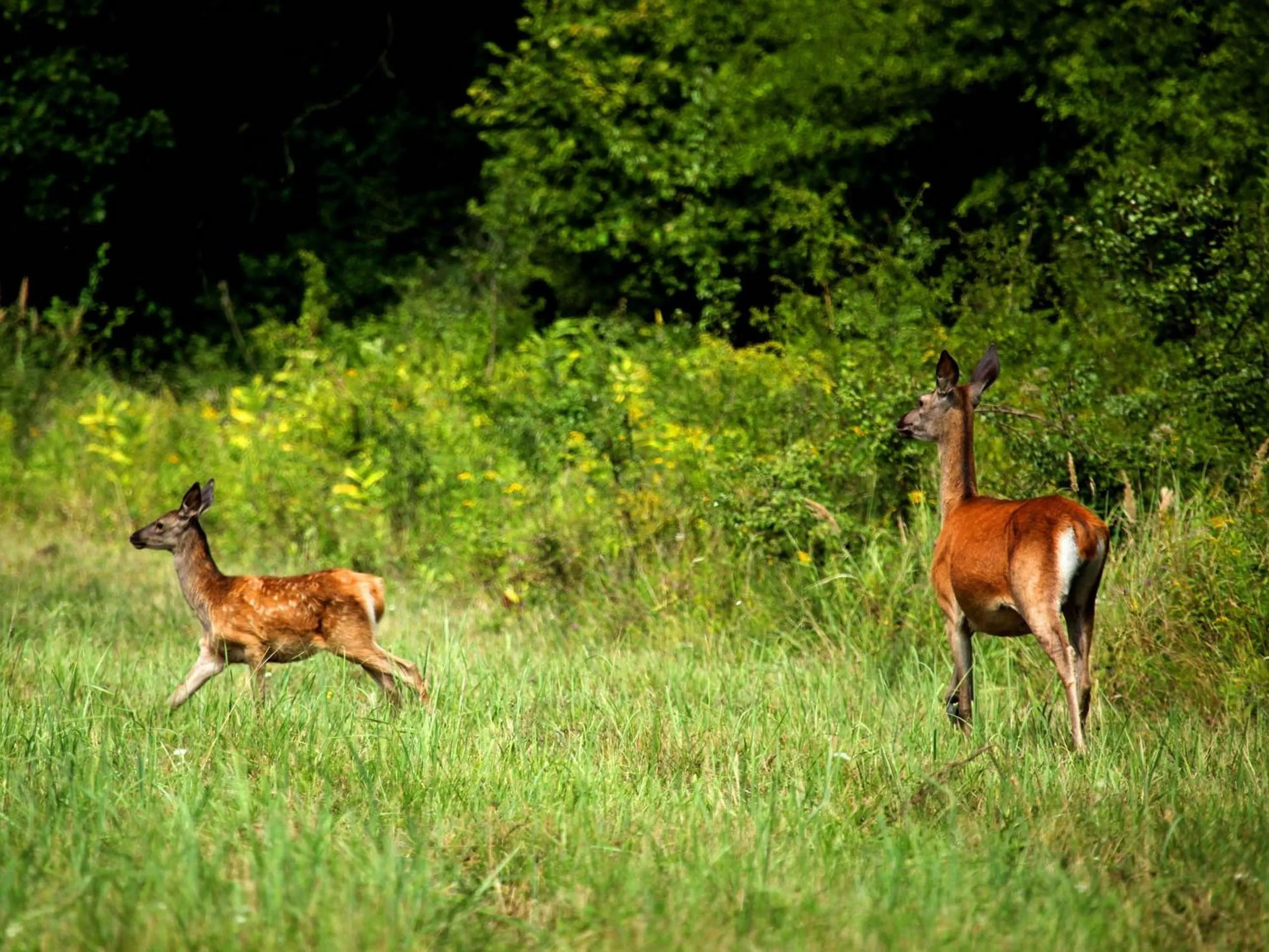 Natural landscape in Apartments Vrata Baranje