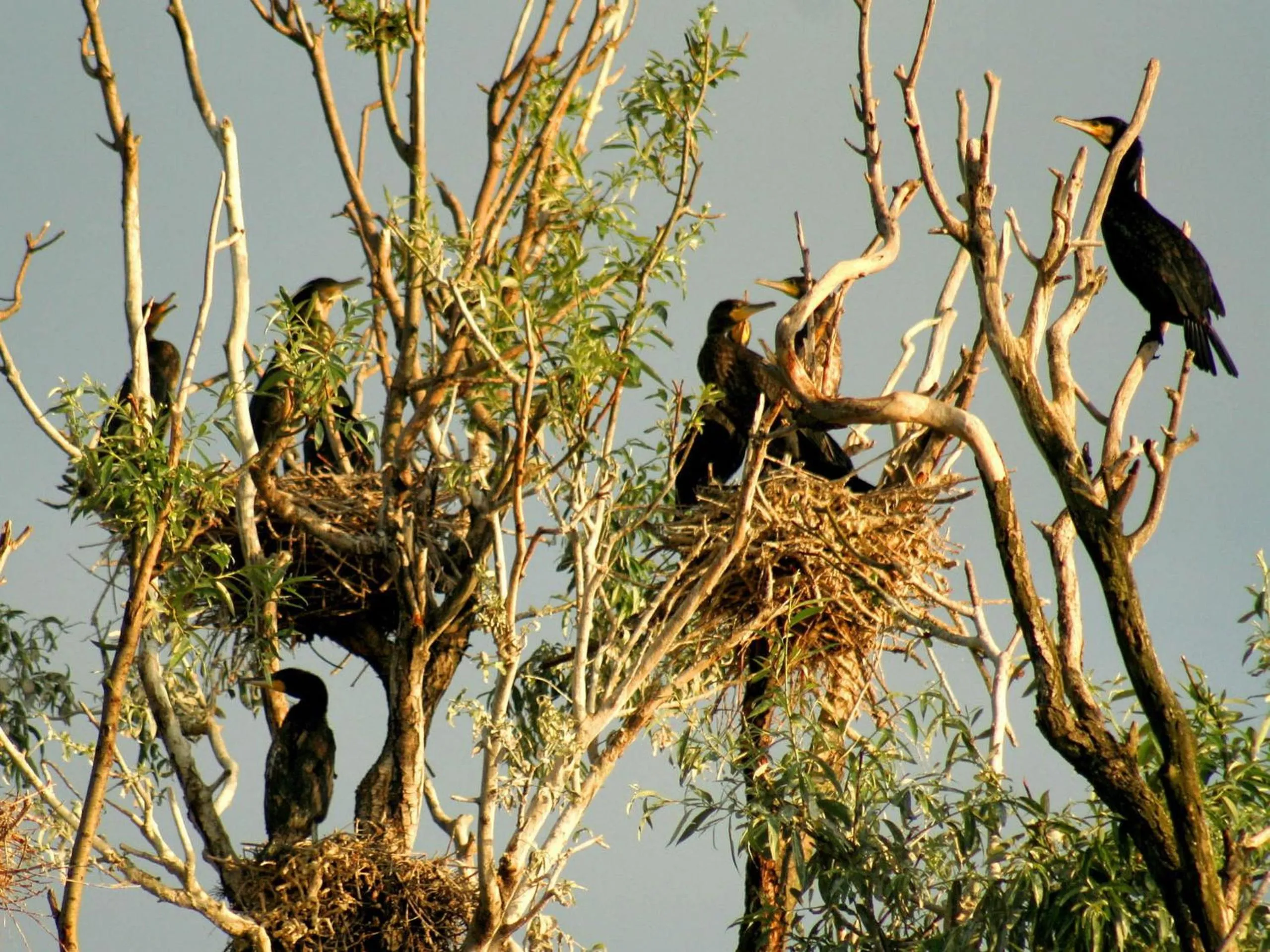 Natural landscape in Apartments Vrata Baranje