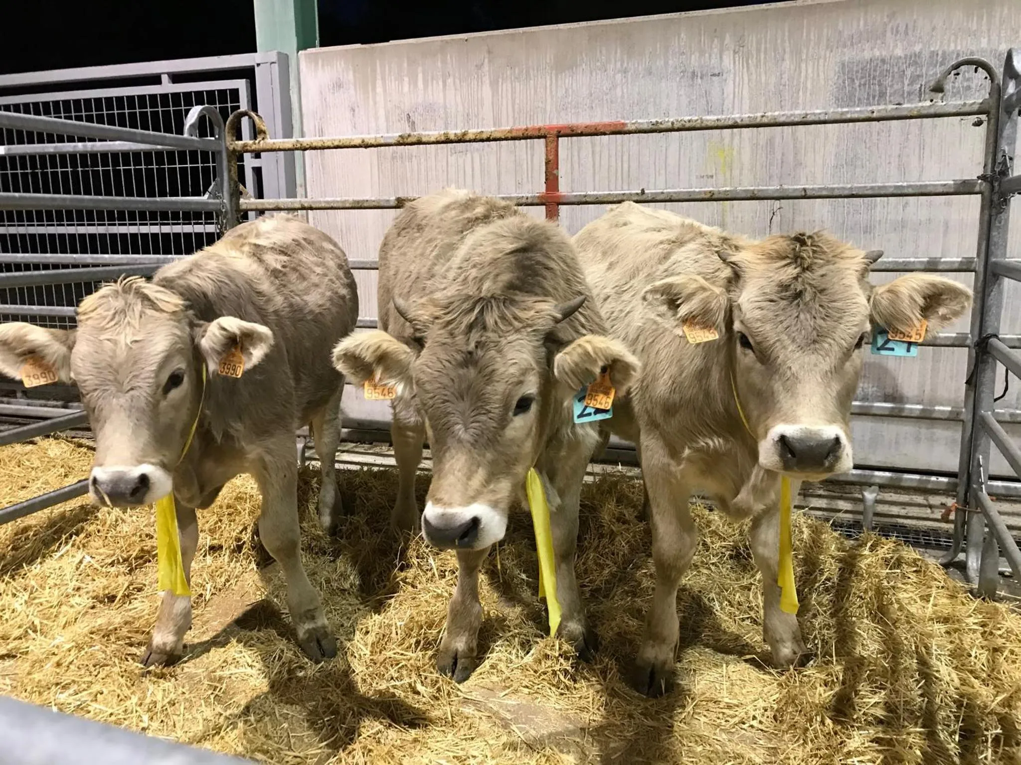 Animals in Hotel Vall d´Aneu