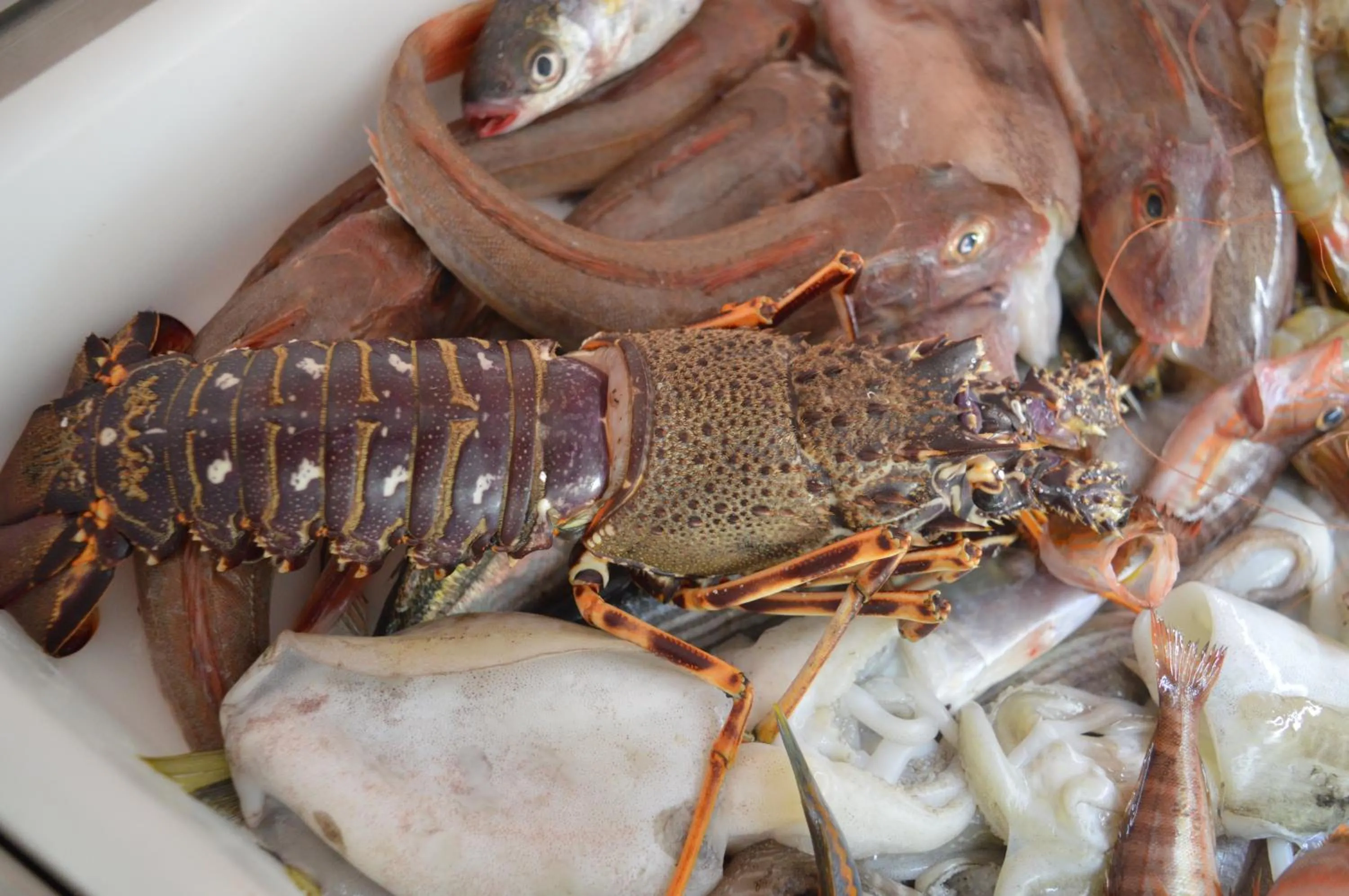 Food close-up in Hotel Royal - Beauty & Spa