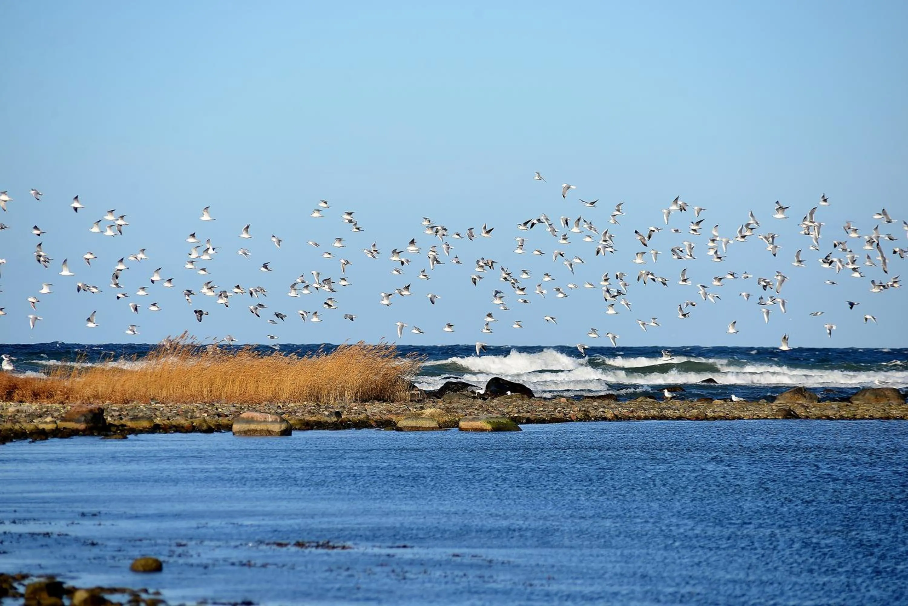 Animals in Snäck Annex