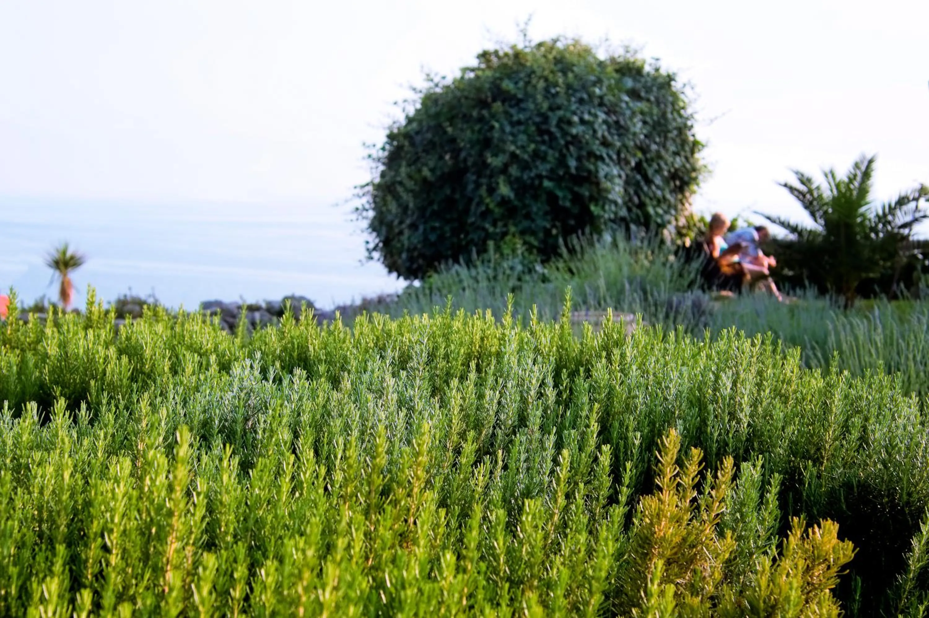 Garden in Hotel Terme Providence