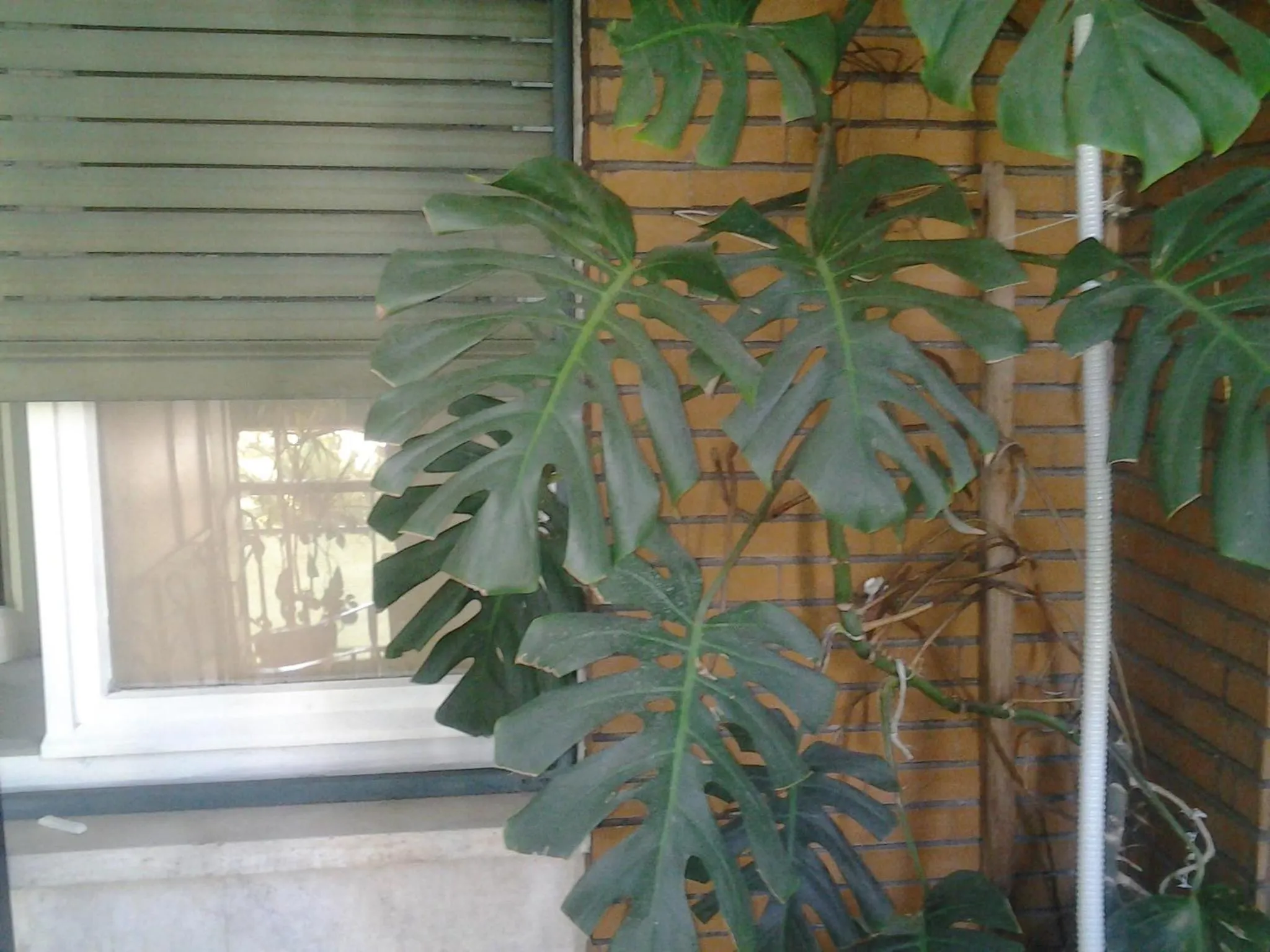 Balcony/Terrace in Olimpica Relais guest house