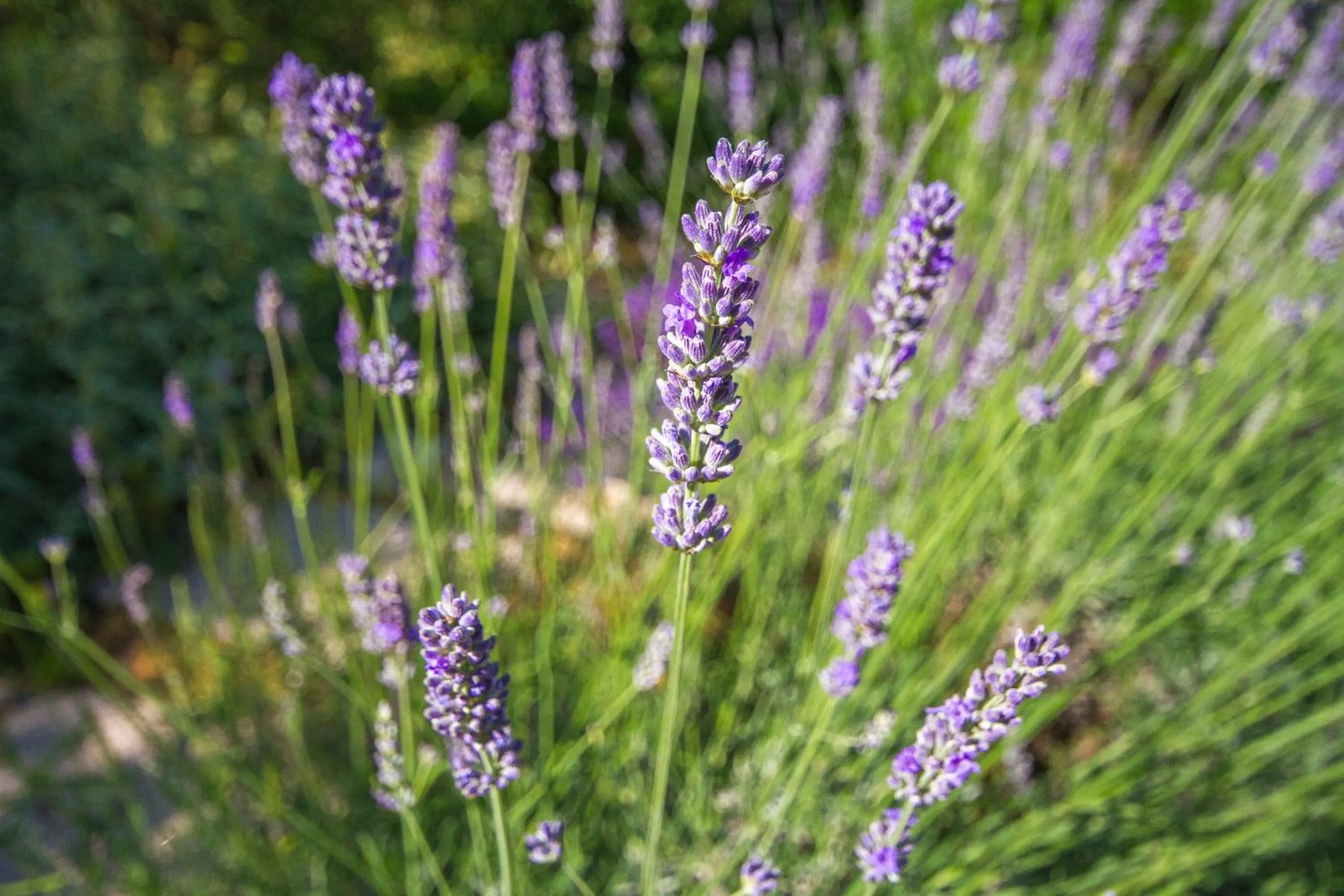 Garden in Holiday Prato Verde