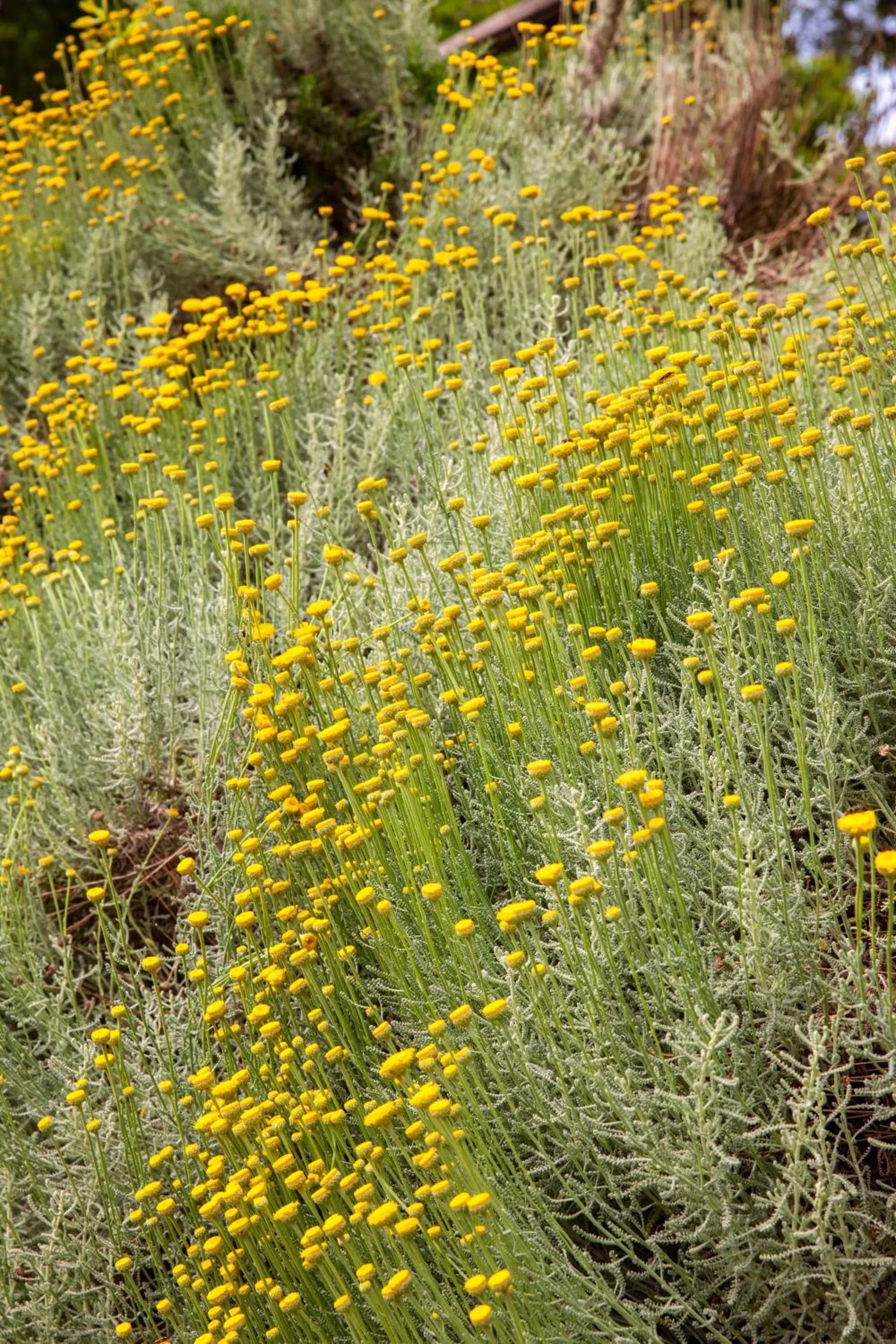 Garden in Holiday Prato Verde