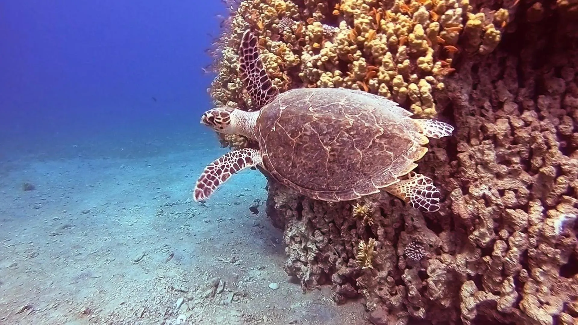 Snorkeling in Bedouin Garden Village, hotel Dive