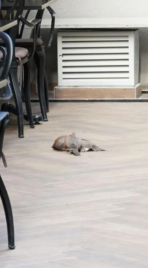 Garden in Keten Suites Taksim