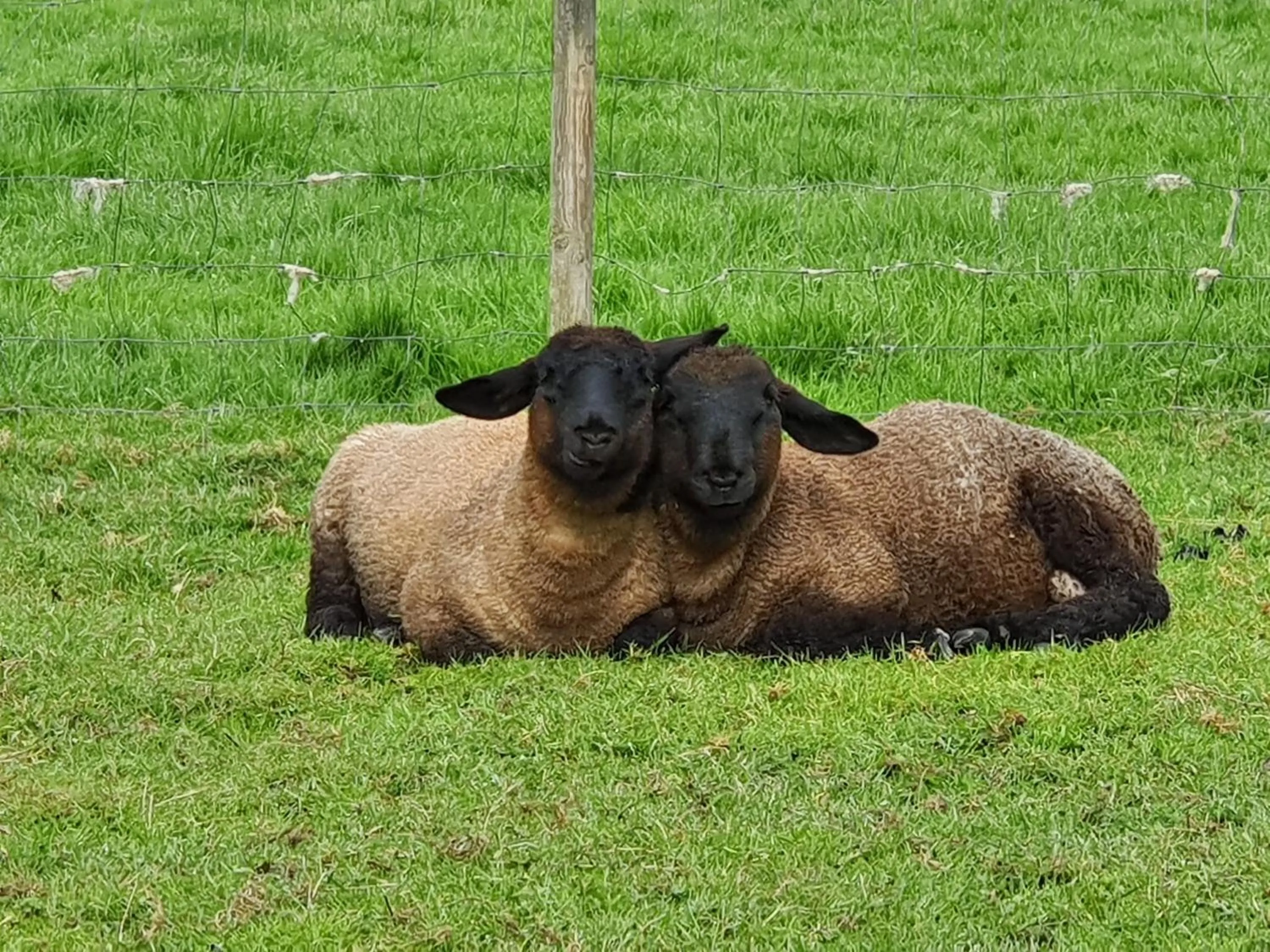 Animals in Casa de Aldea El Frade