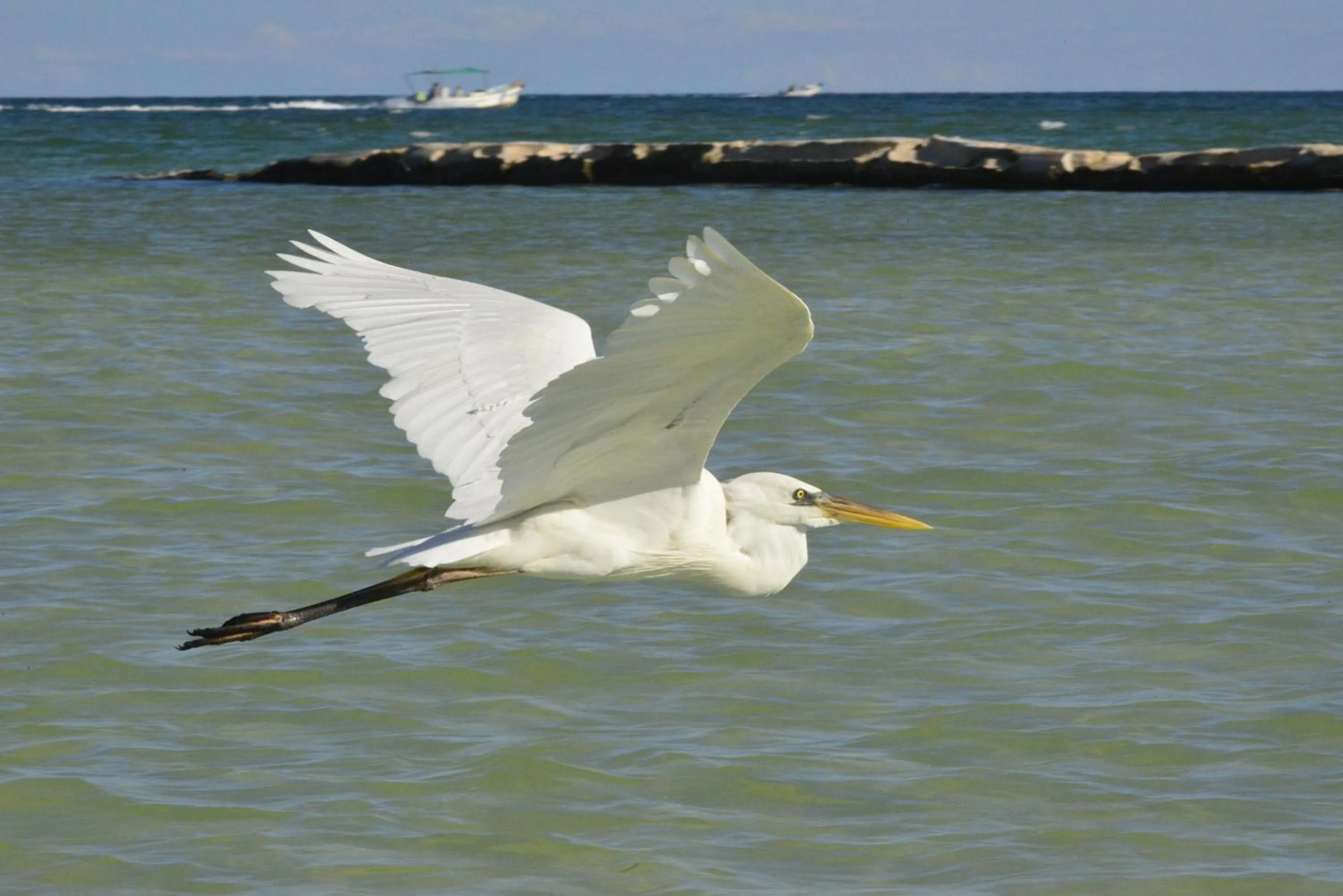 Animals in Casa Luz Beach Front Holbox