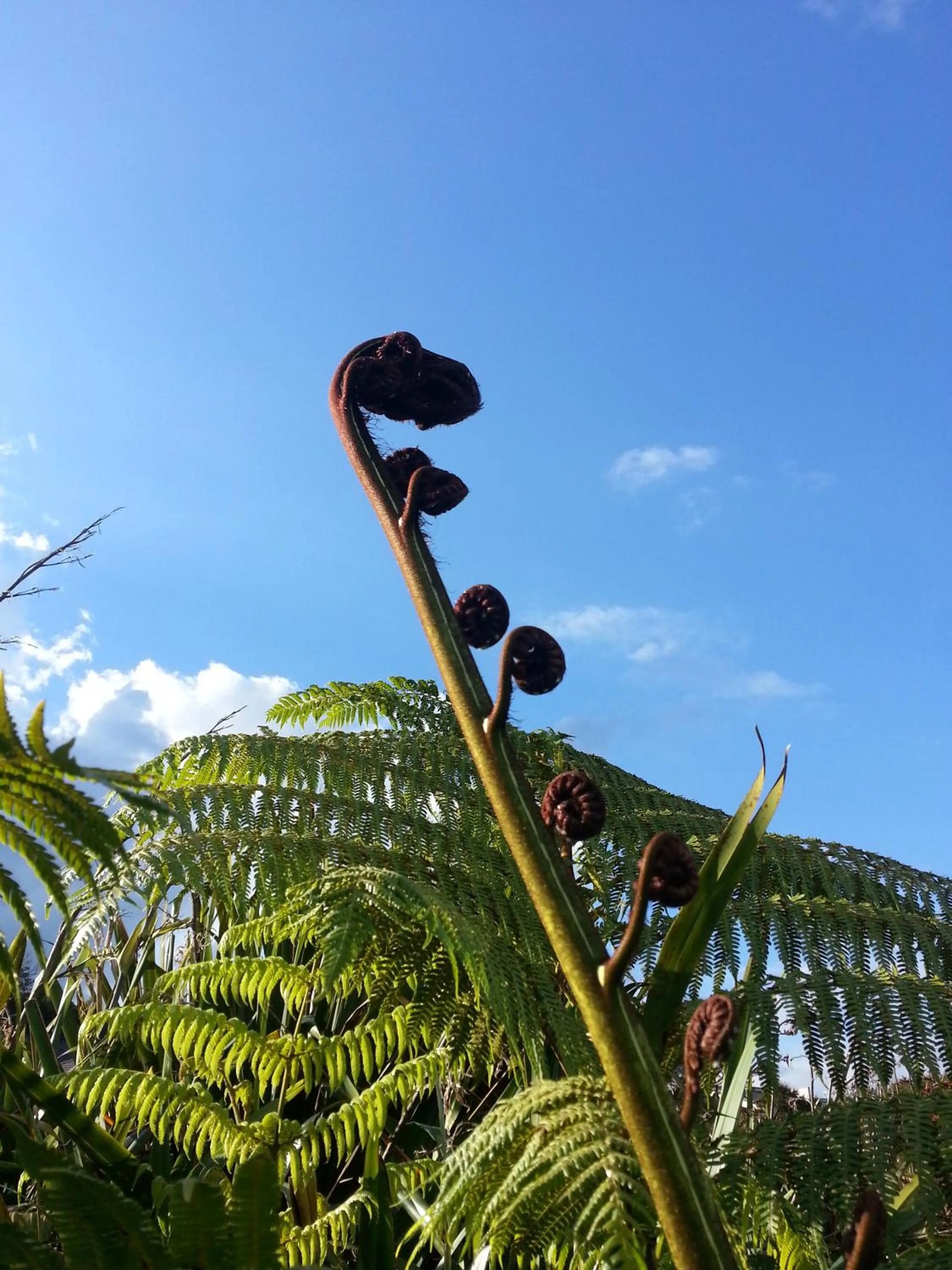Nearby landmark in Lush & Co Auckland Bed & Breakfast