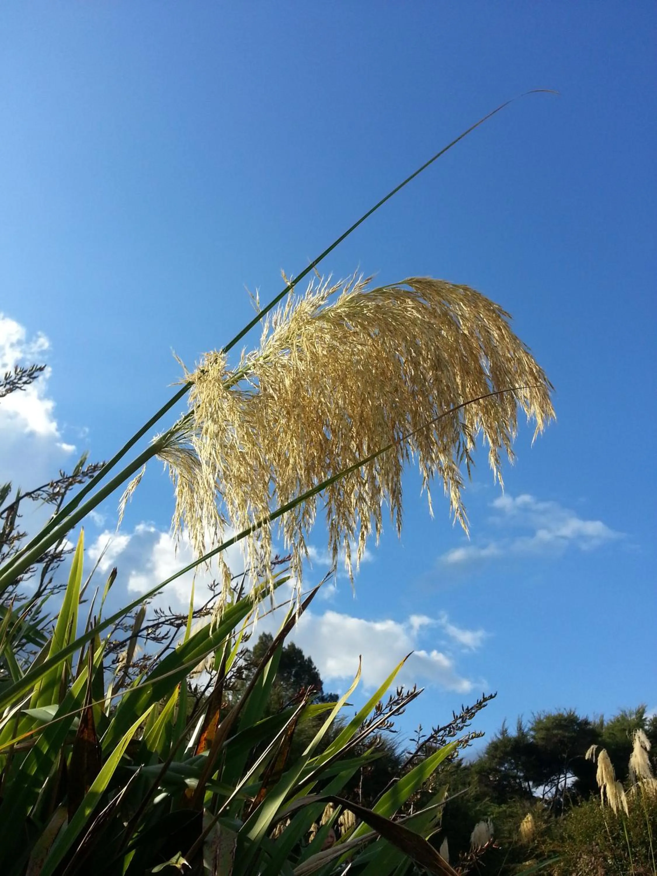Property building in Lush & Co Auckland Bed & Breakfast