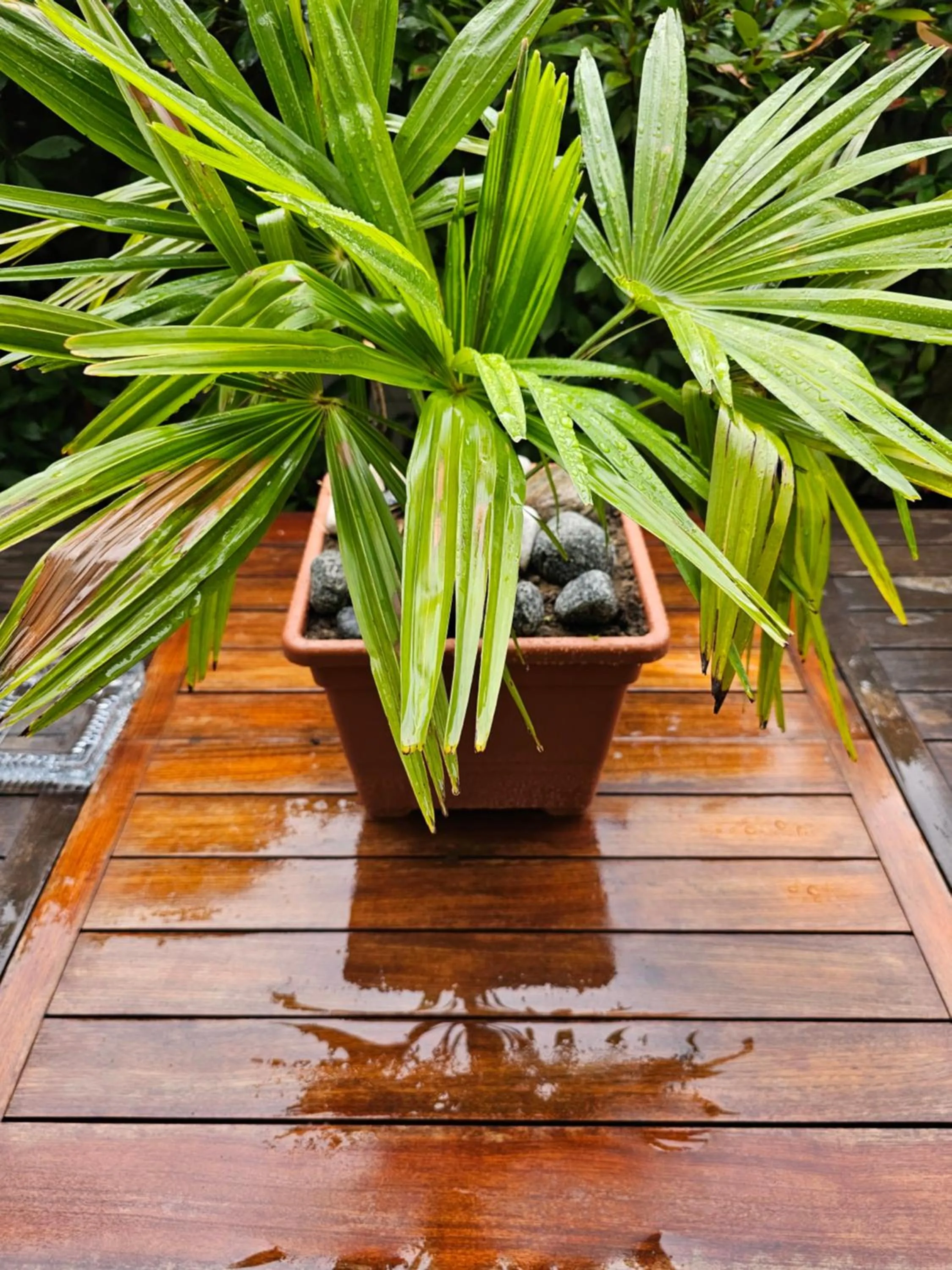 Victoria Royal Garden