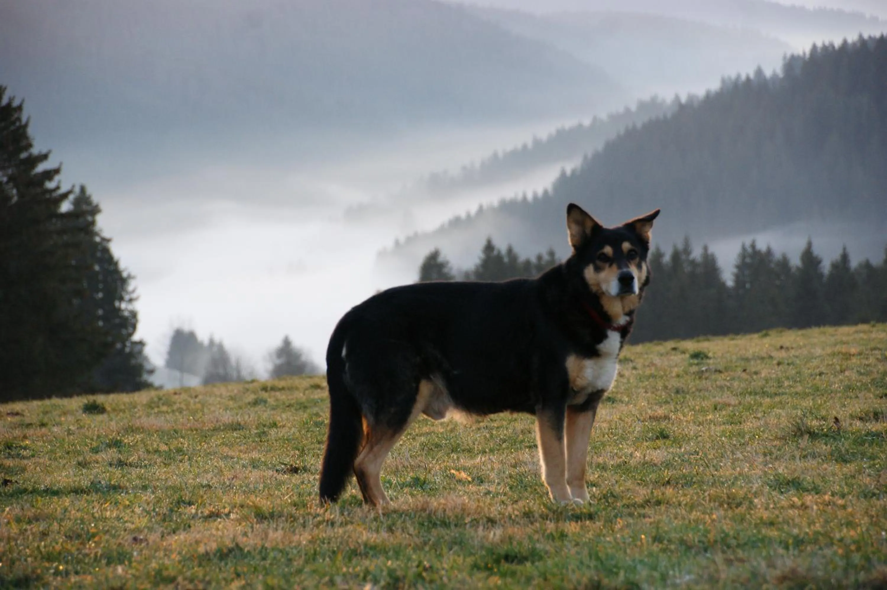 Pets in Höhengasthaus Kolmenhof an der Donauquelle