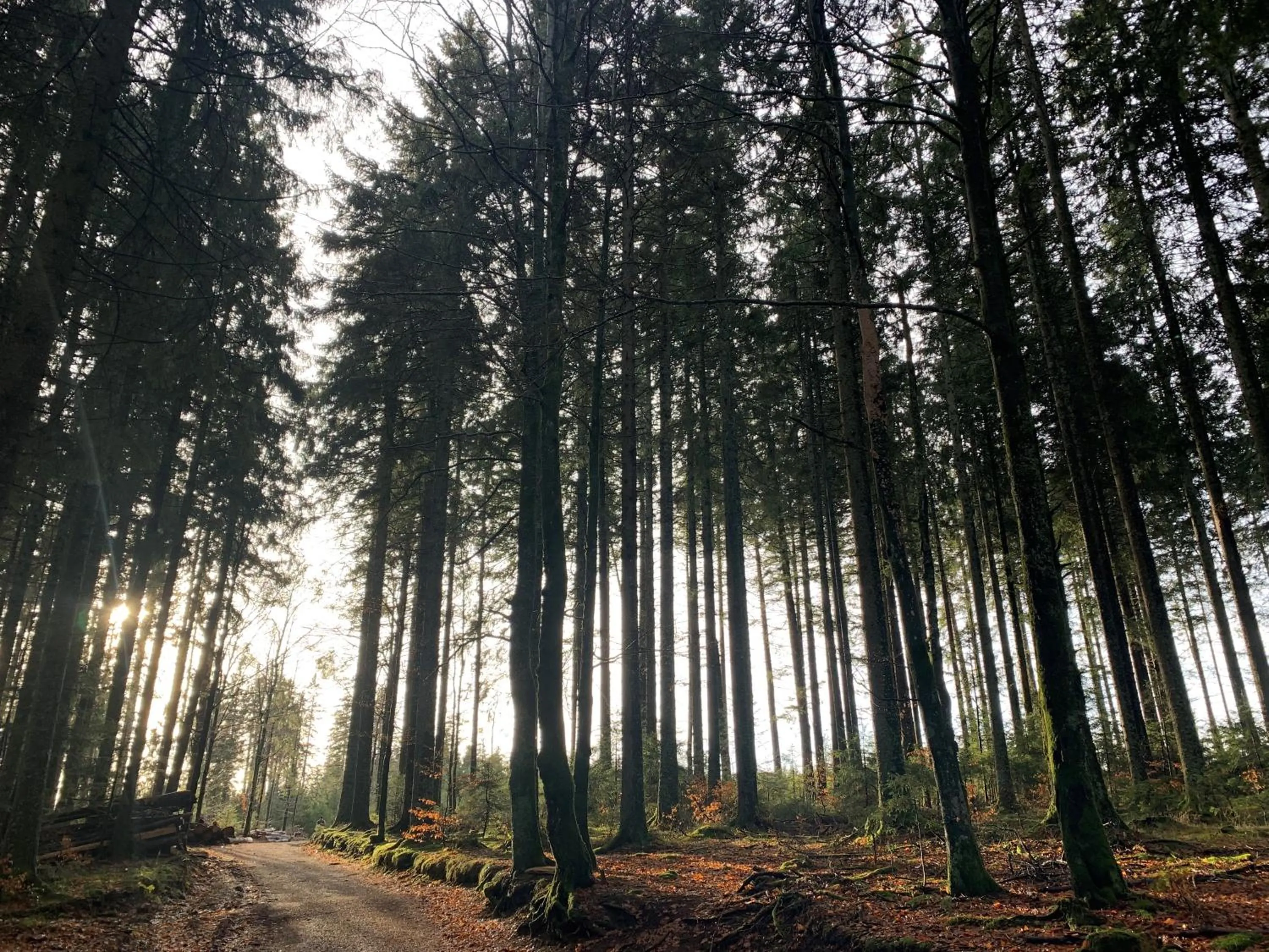 Off site in Höhengasthaus Kolmenhof an der Donauquelle