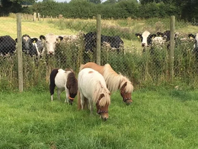 Pets in The Moorhead Bed & Breakfast