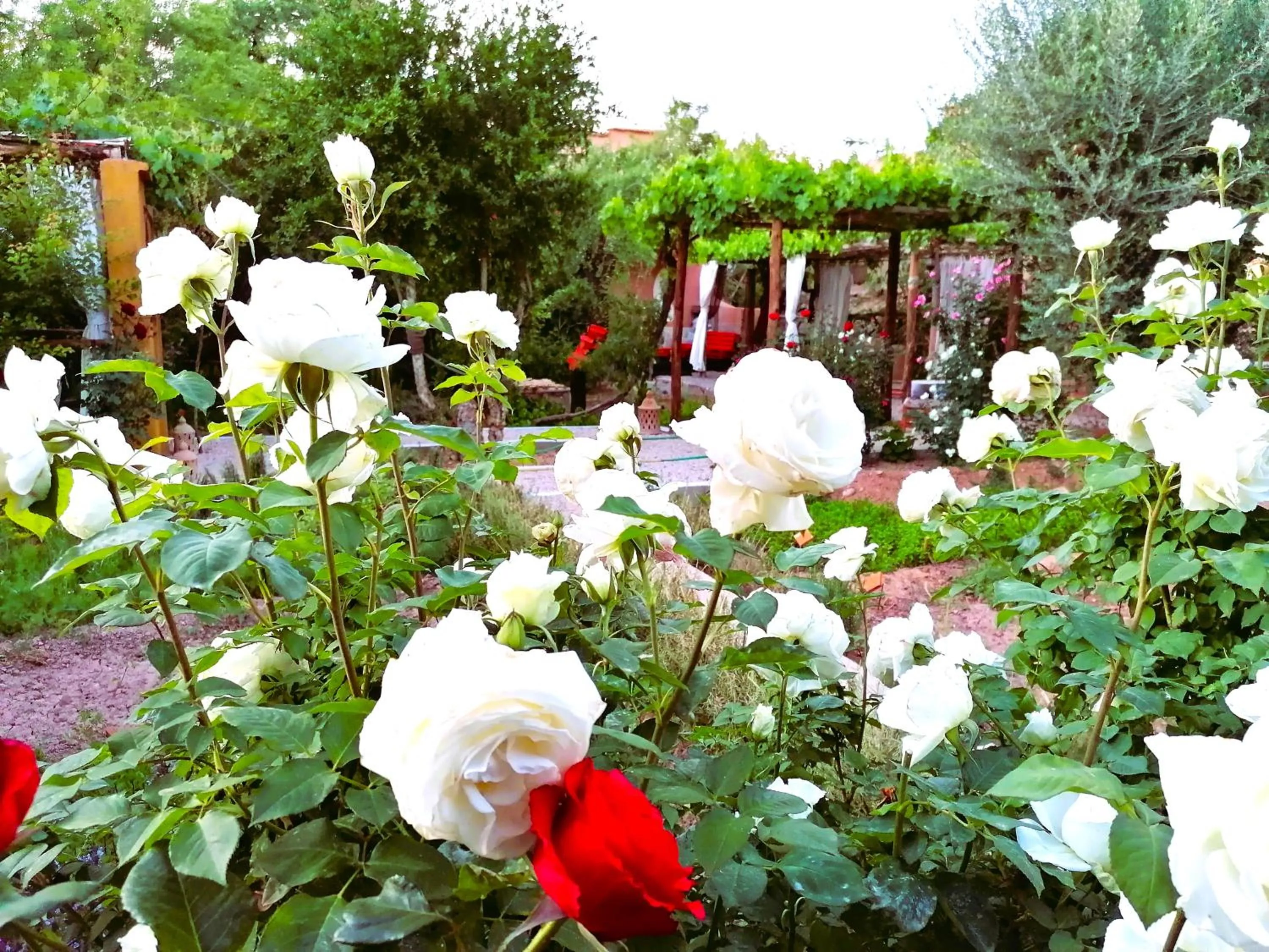 Garden in Riad Tazawa