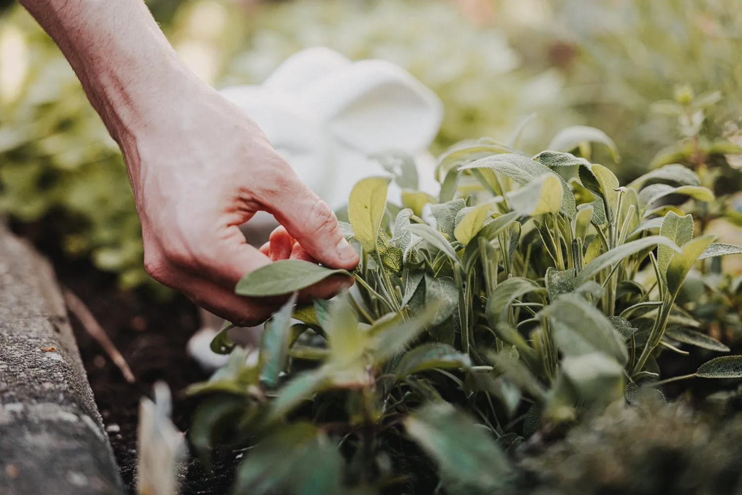 Garden in Hotel Graf Bentinck