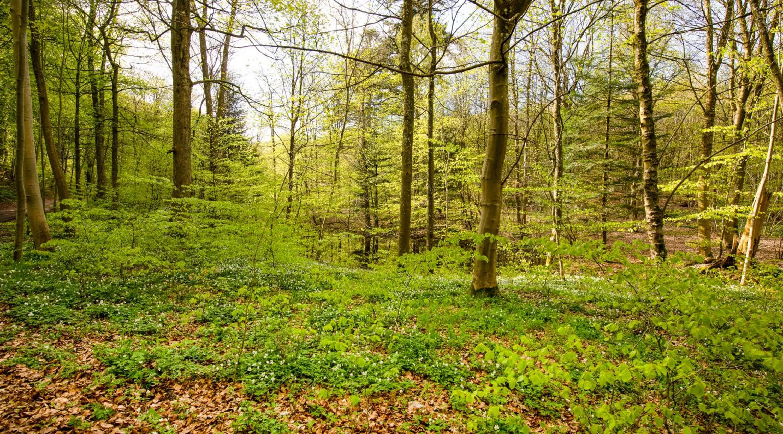 Natural landscape in Hotel Amerika