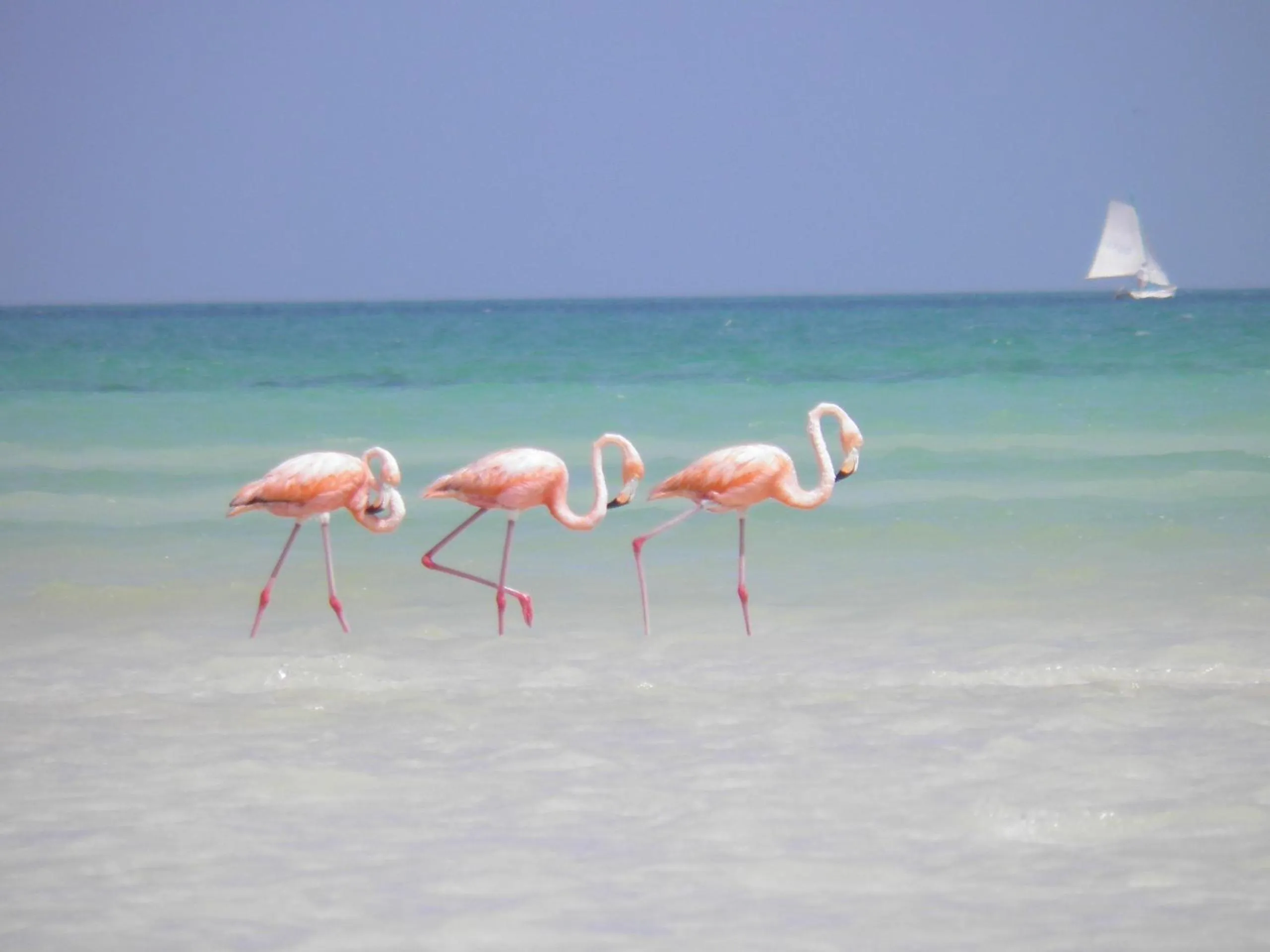 Property building in Casa Punta Coco & Beach Club