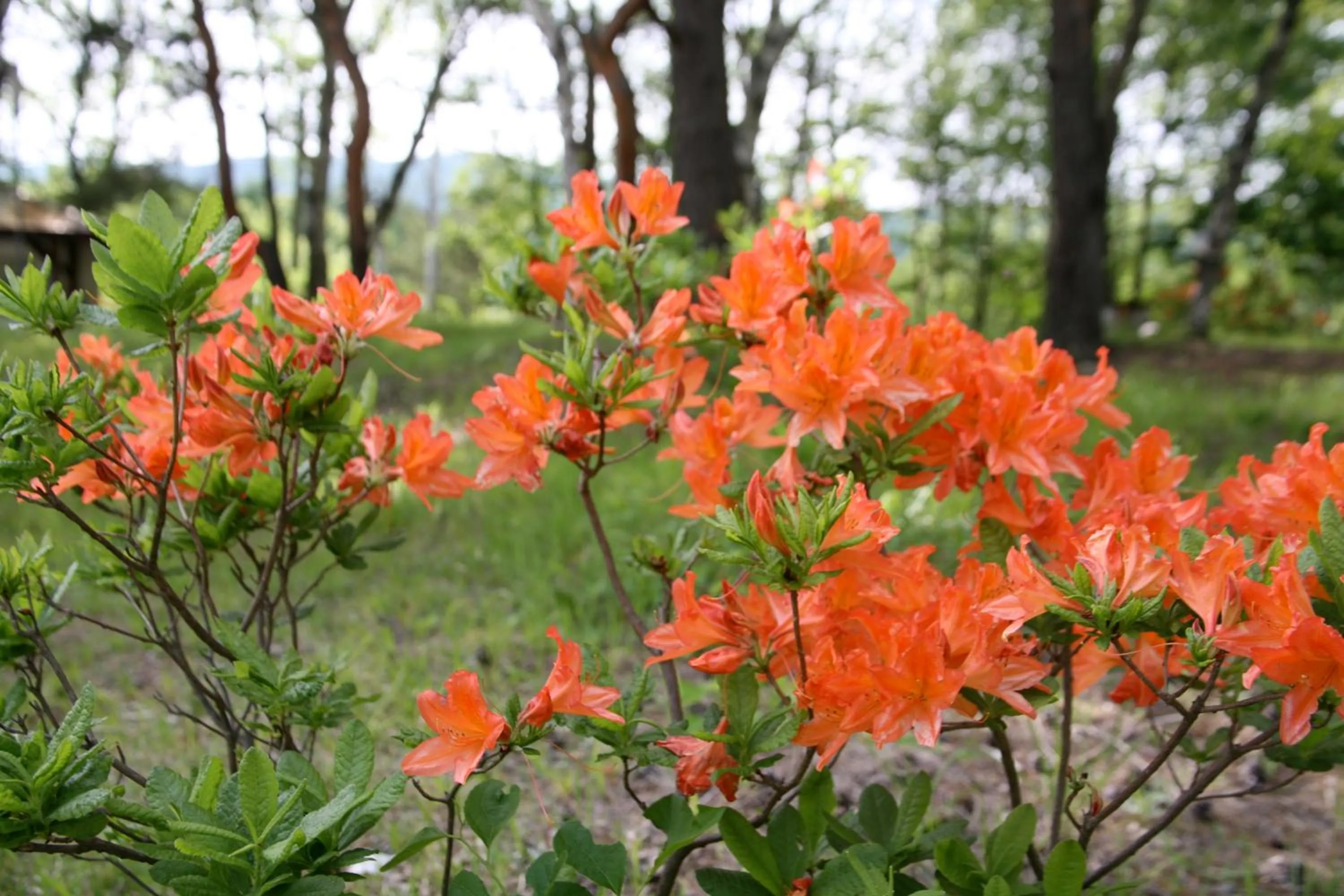 Other in Hotel Andermatt