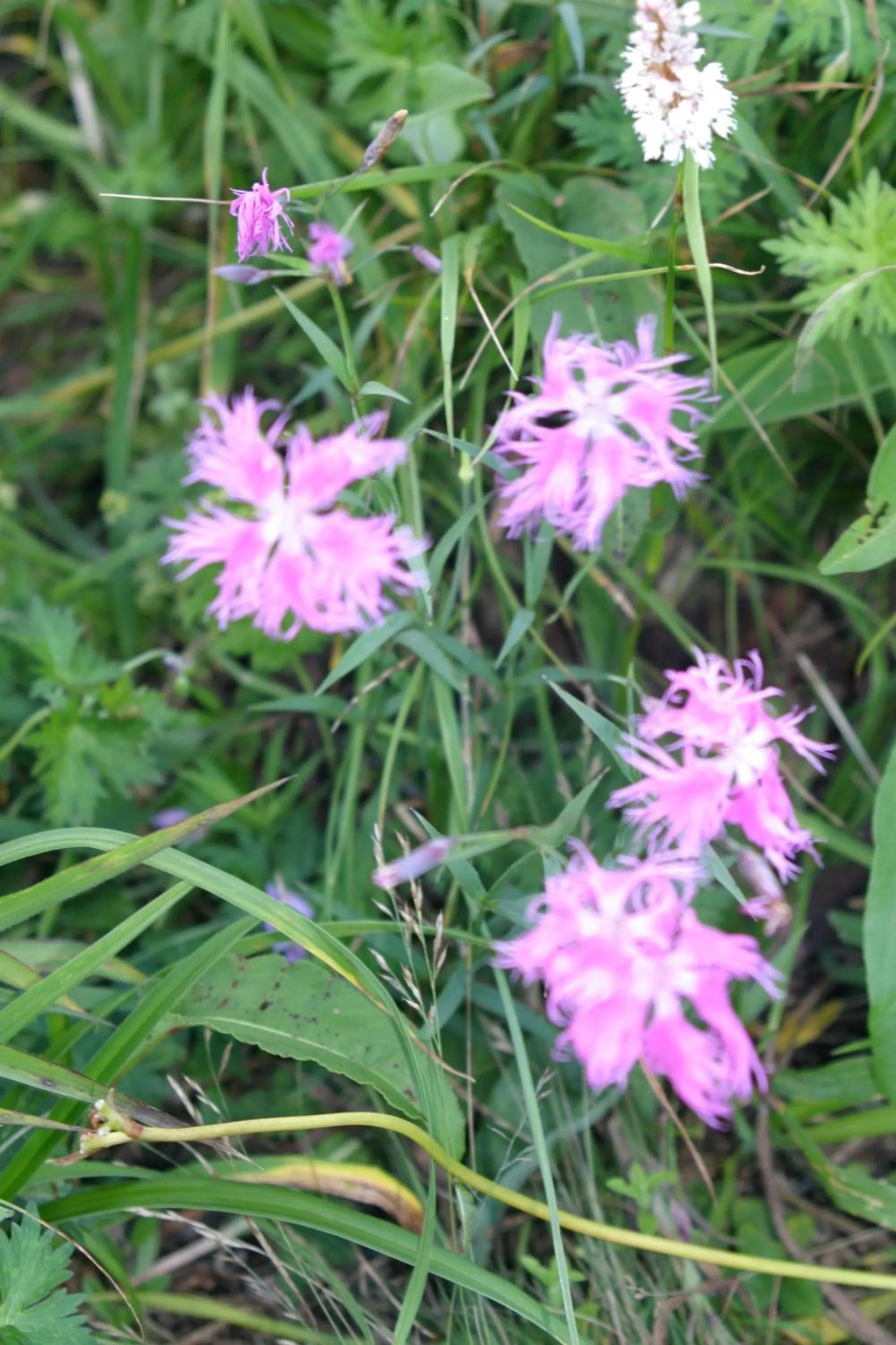 Summer in Hotel Andermatt