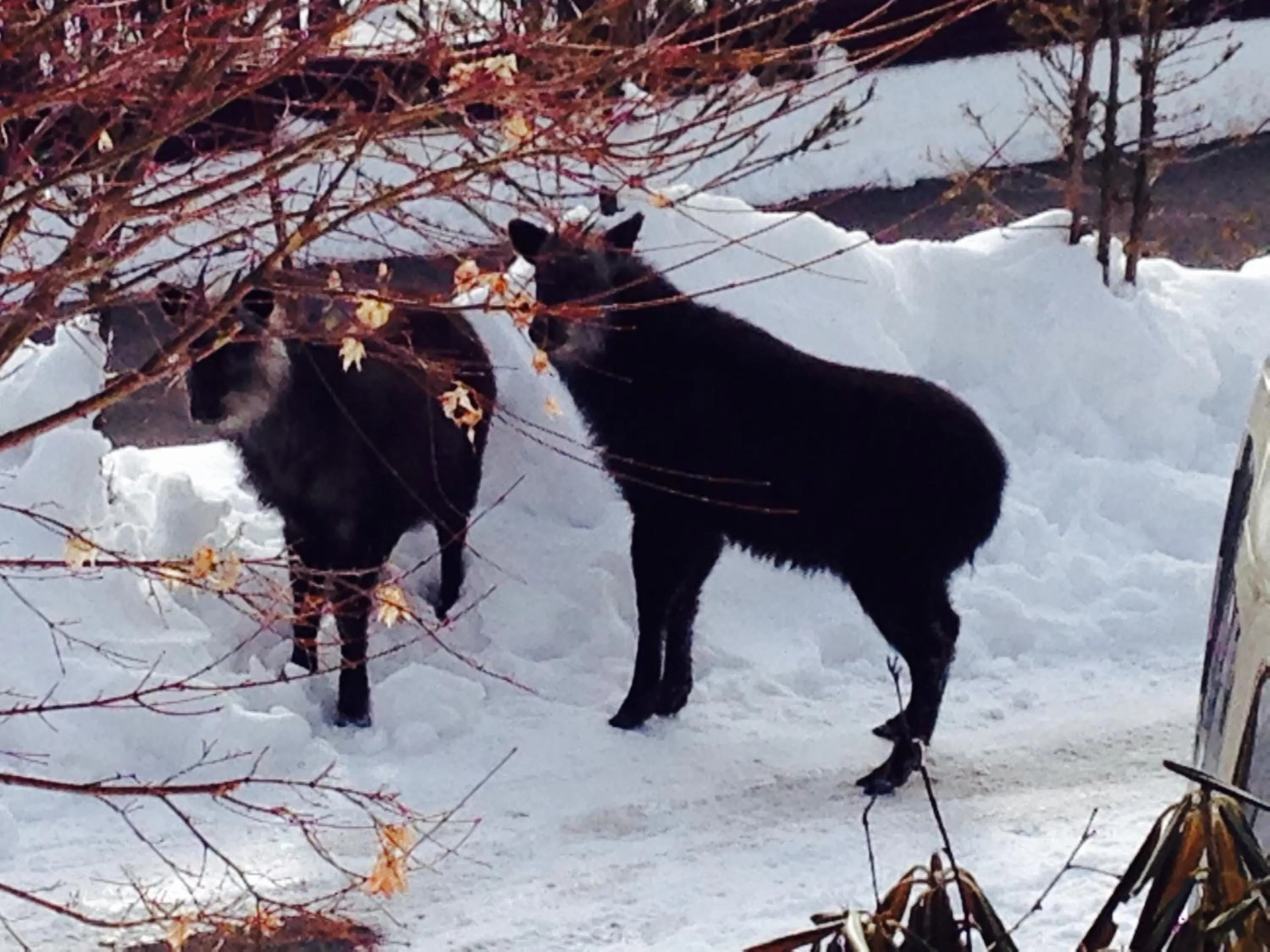 Animals in Hotel Andermatt