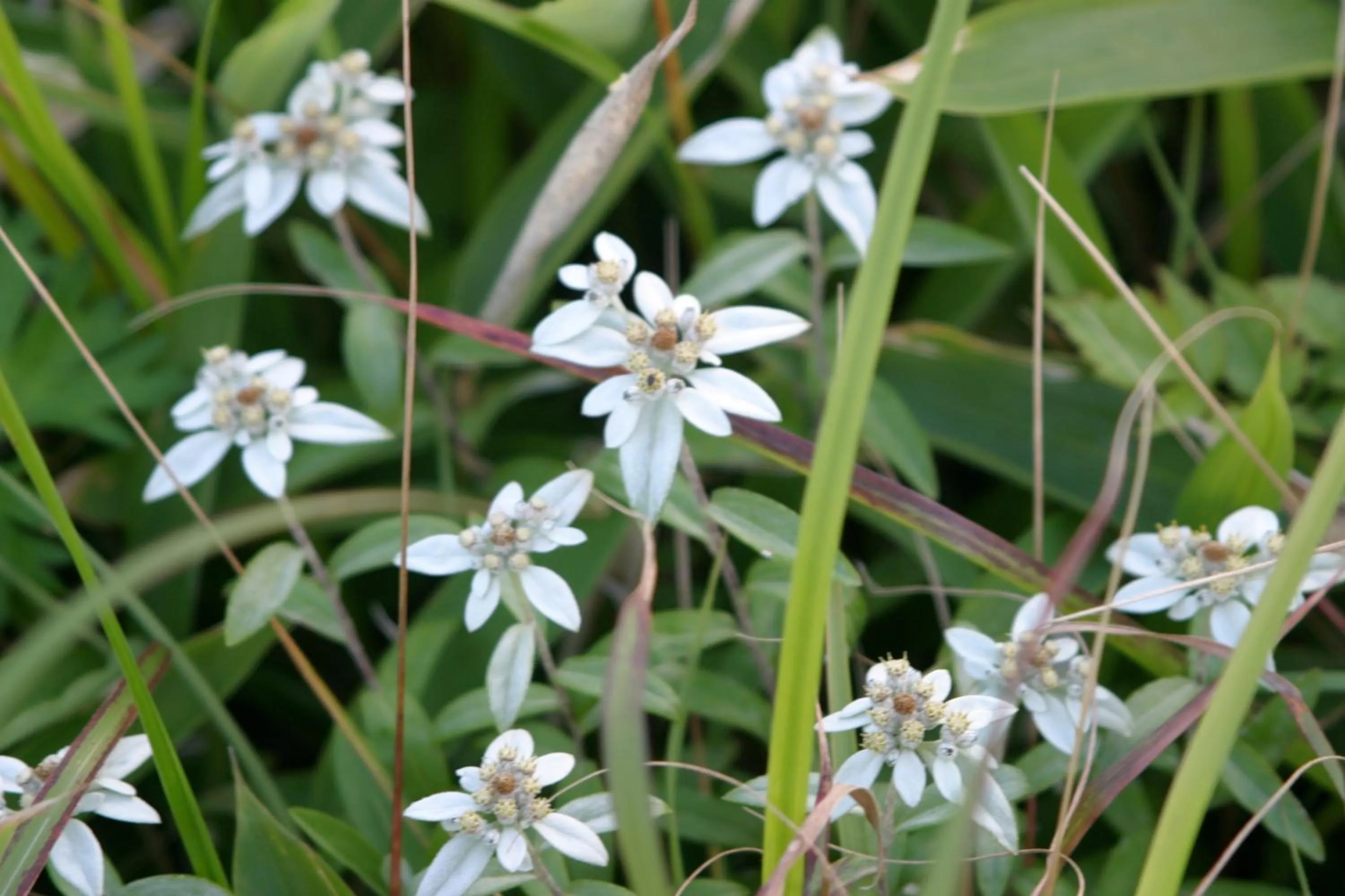 Summer in Hotel Andermatt