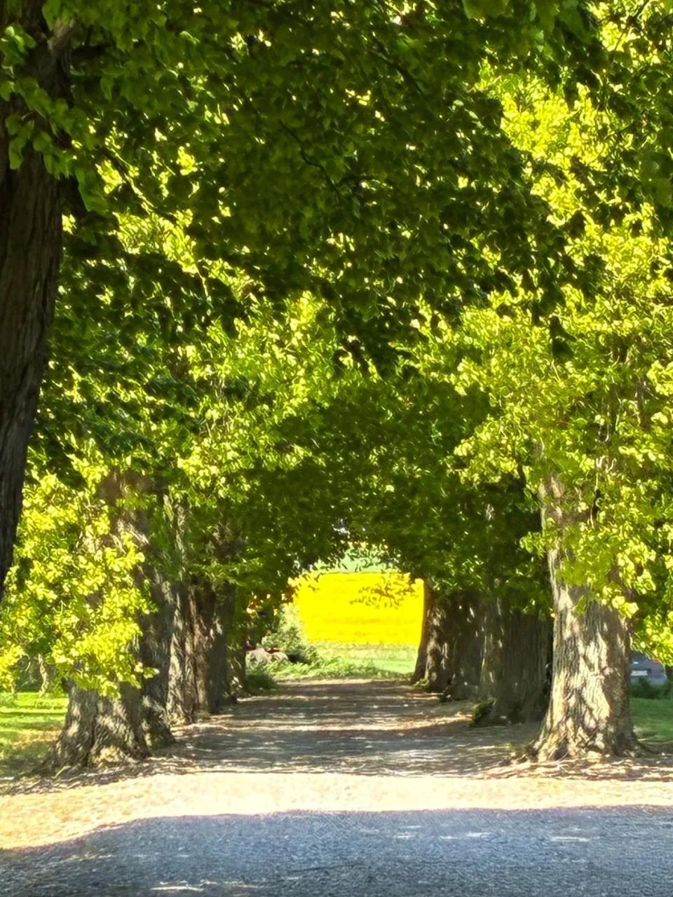 Garden in Tiendegaarden Møns Klint