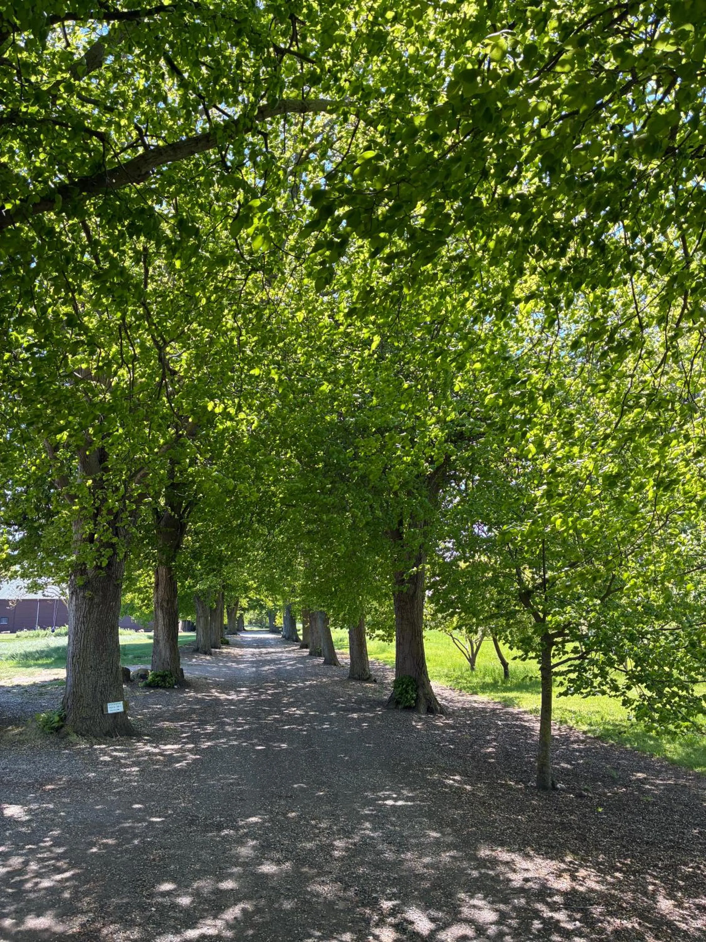 Natural landscape in Tiendegaarden Møns Klint