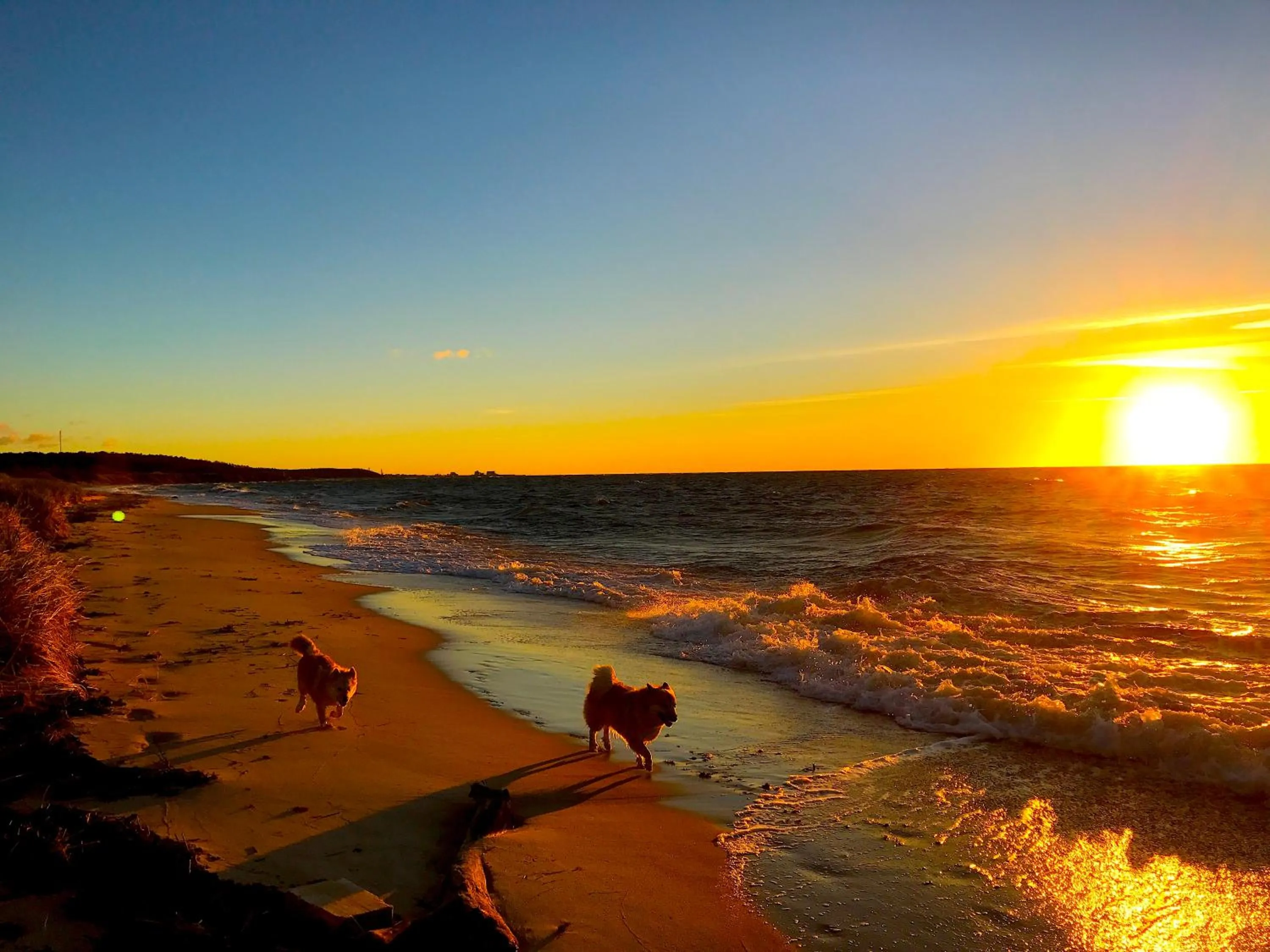 Pets in Hotel Skovly