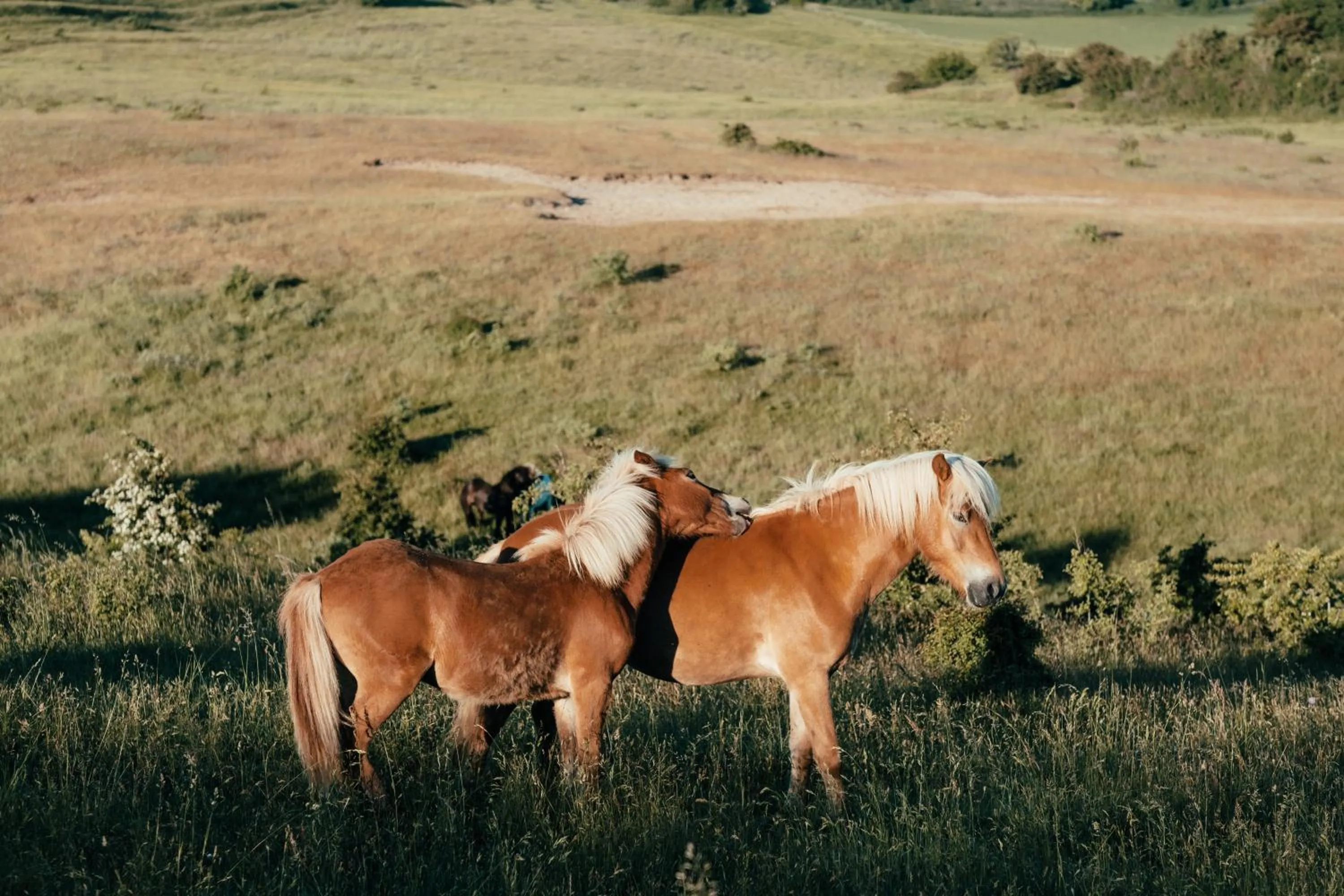 Hiking in Hotel Toppen af Ebeltoft