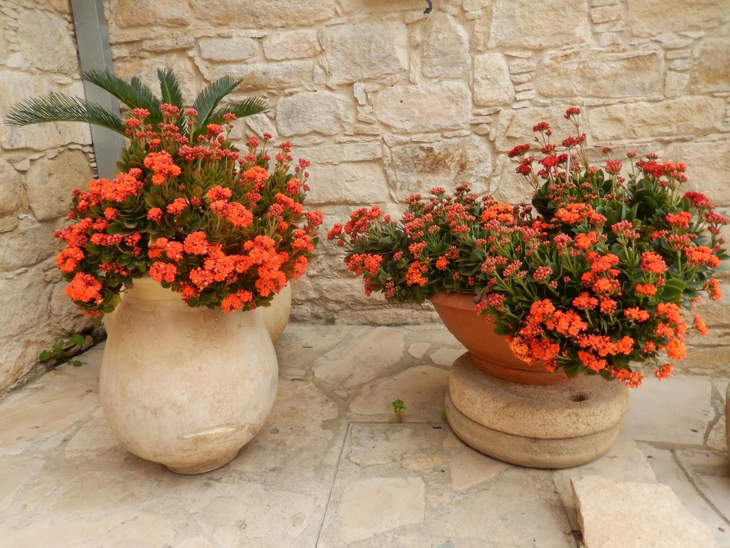 Garden in Niki's House