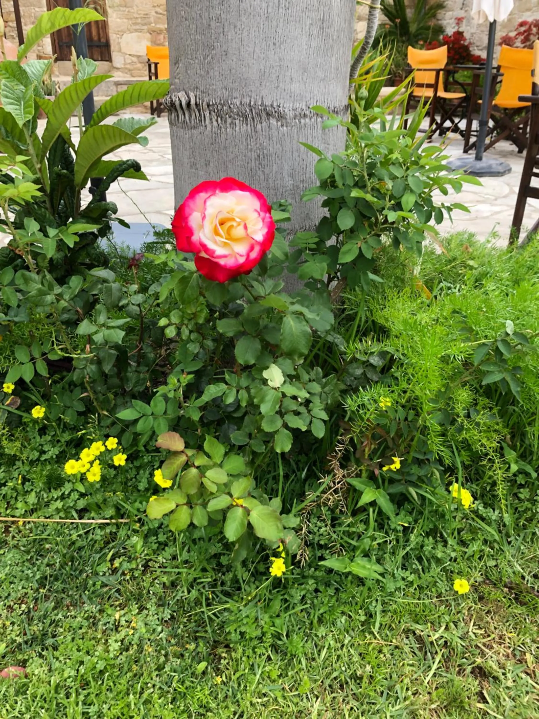 Garden in Niki's House