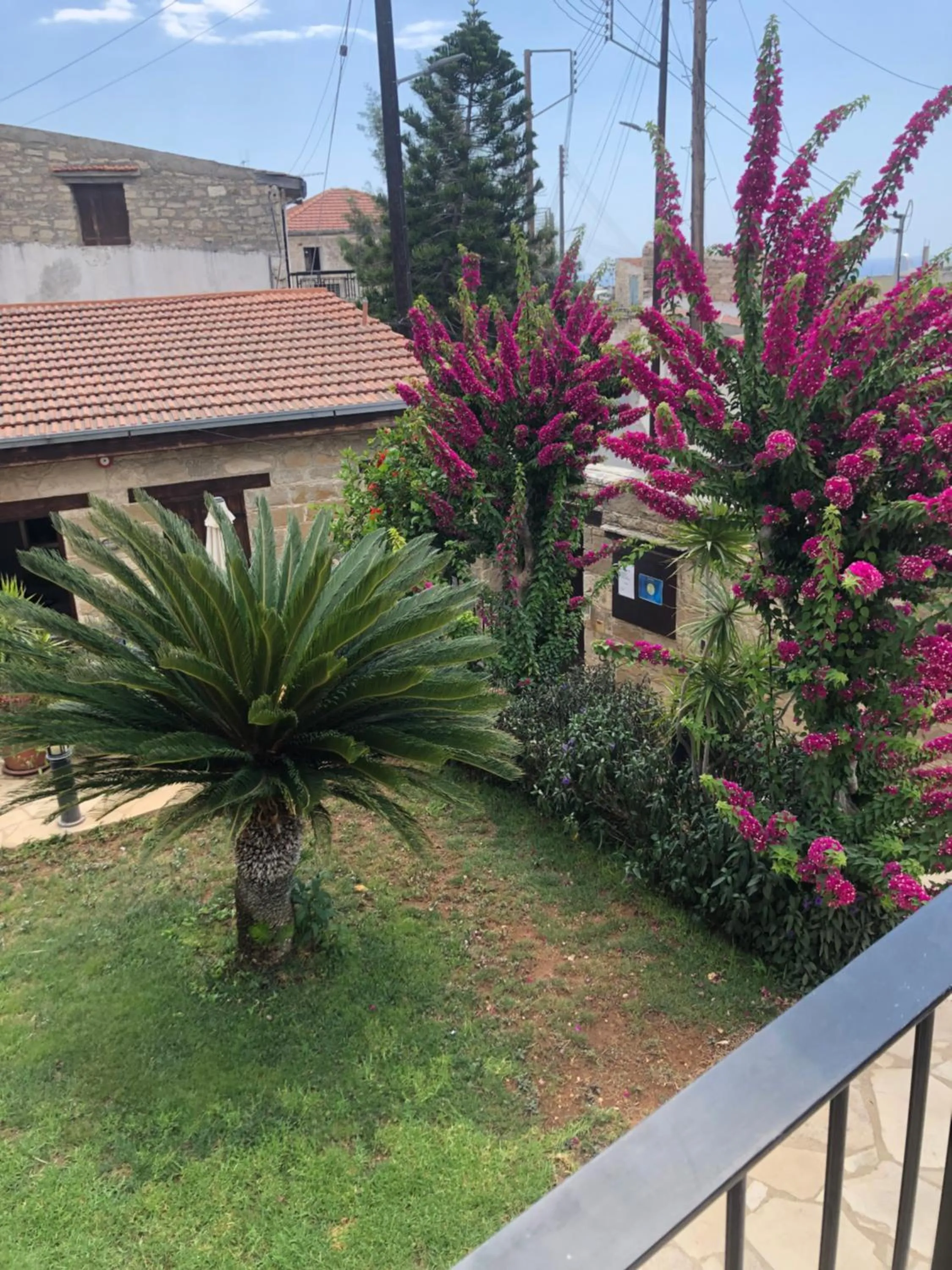 Garden in Niki's House