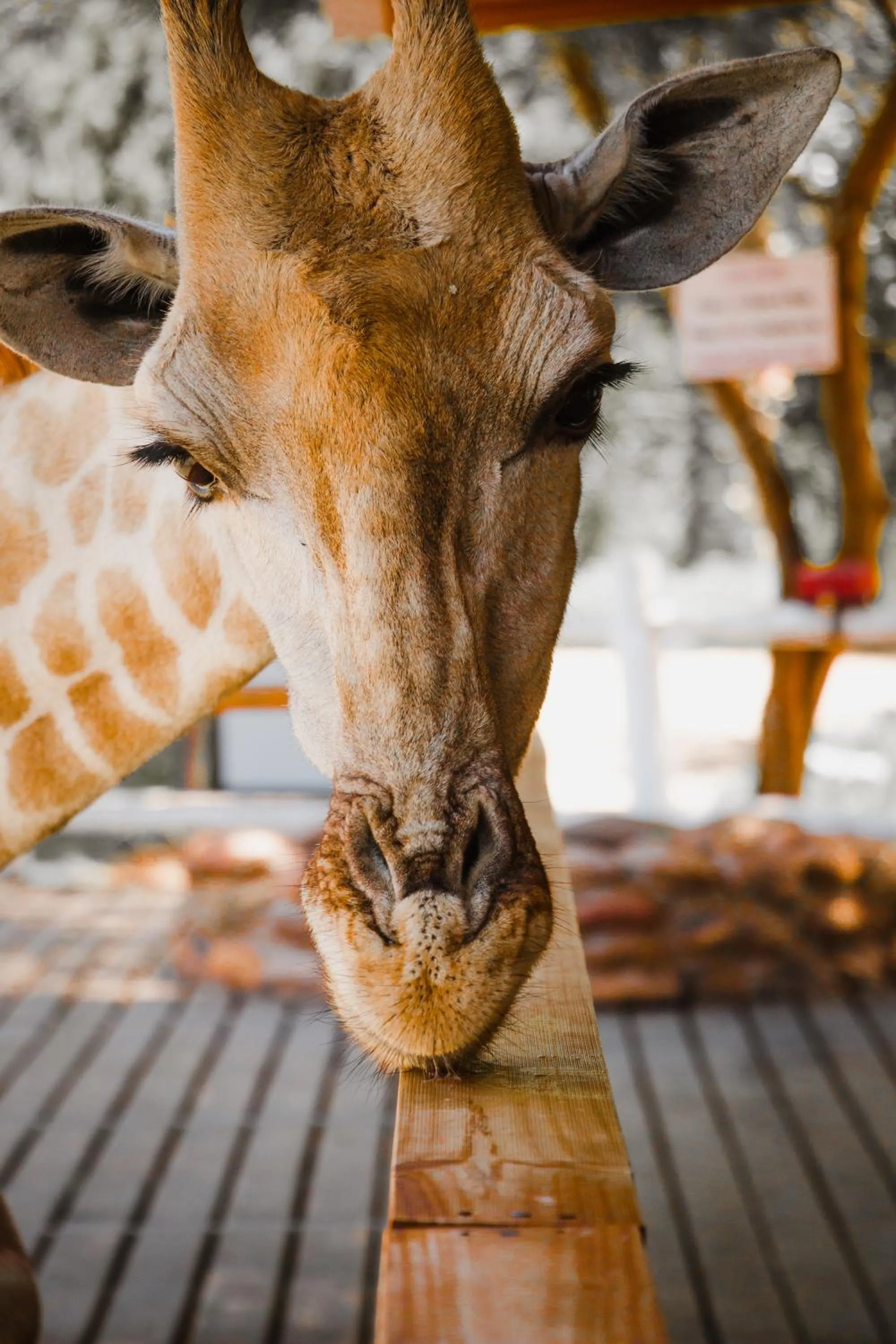 Animals in Chandelier Game Lodge
