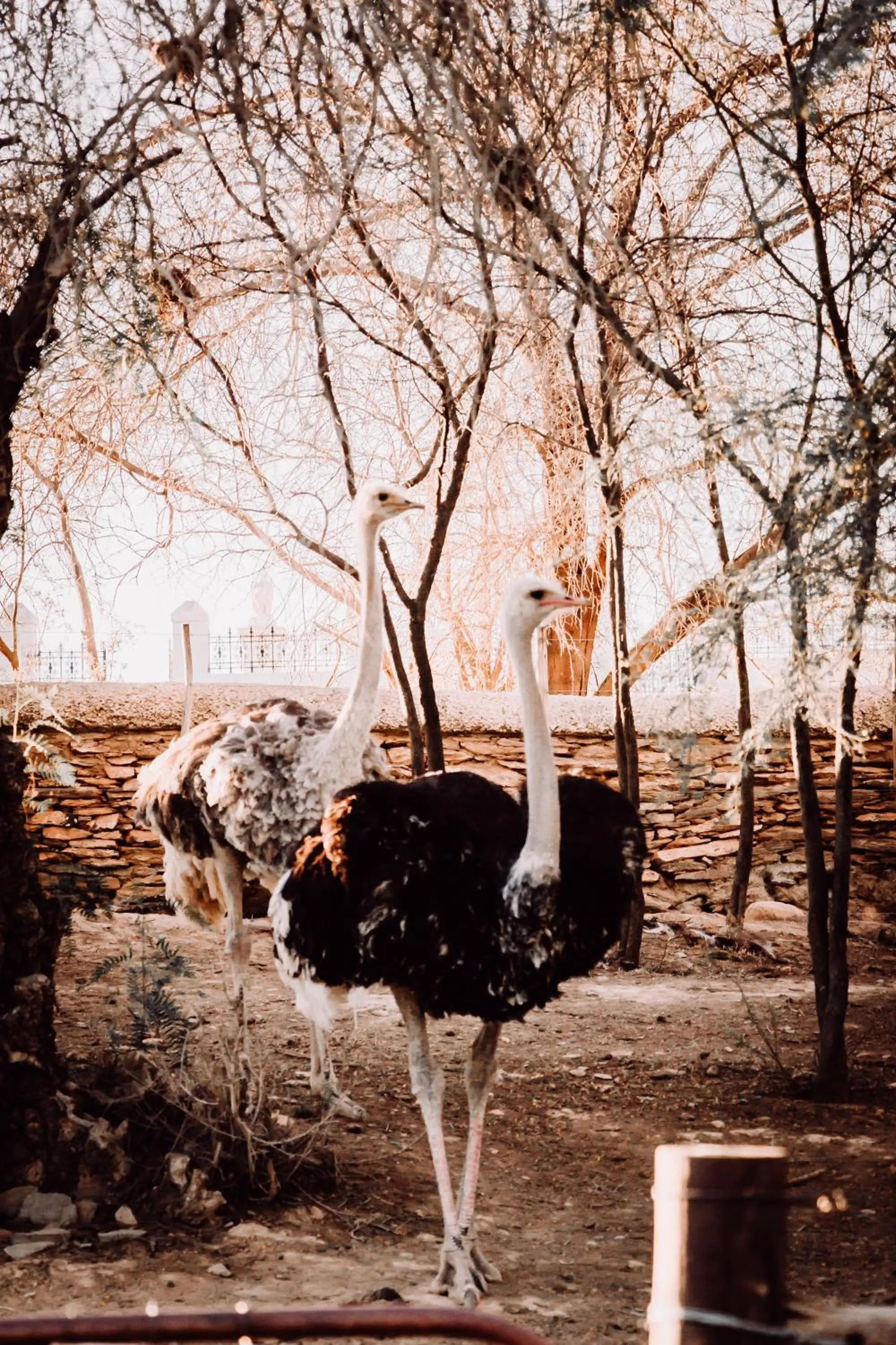 Day in Chandelier Game Lodge