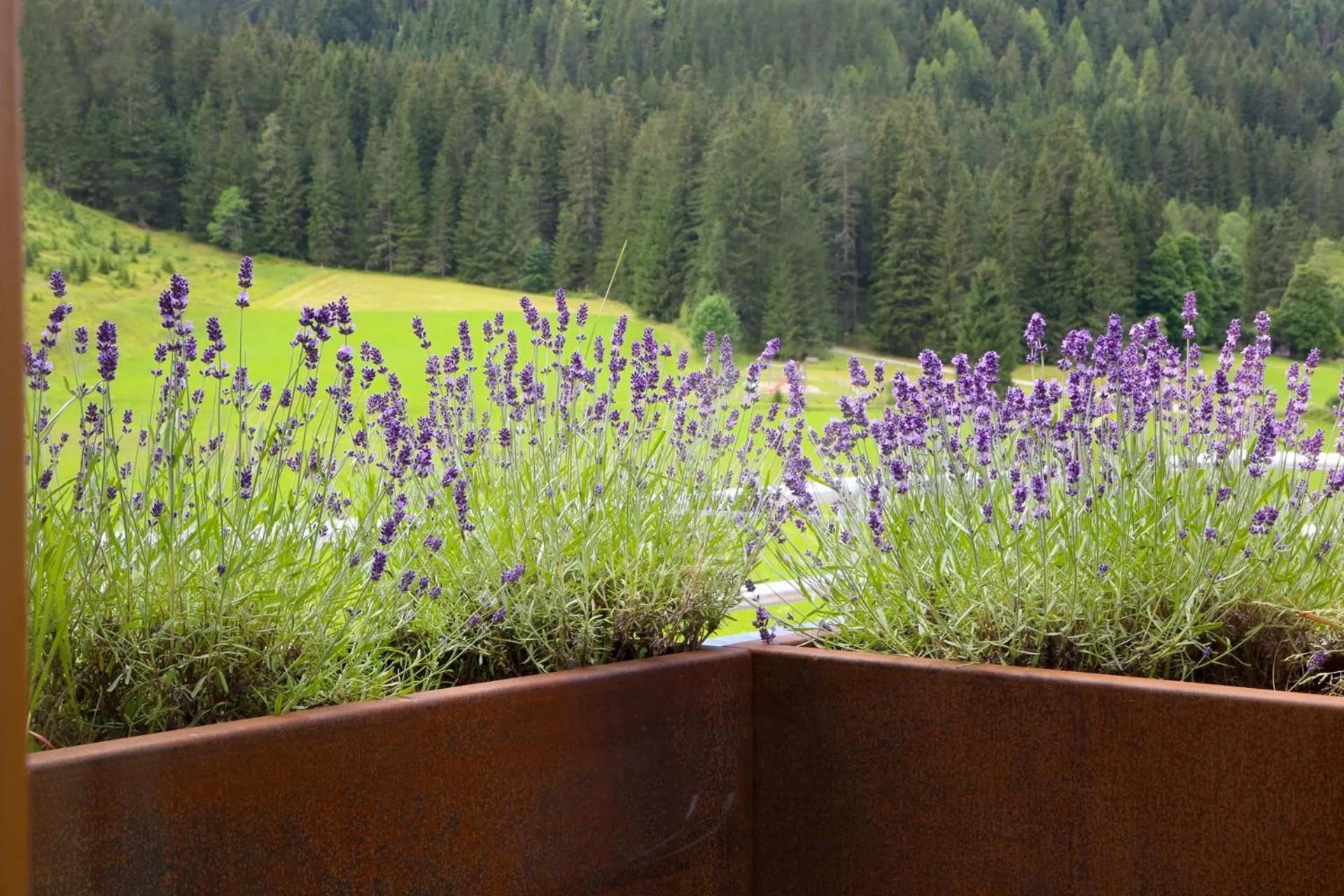 View (from property/room) in Die Filzmooserin - Apartments in Filzmoos, Filzmoos Card inklusive