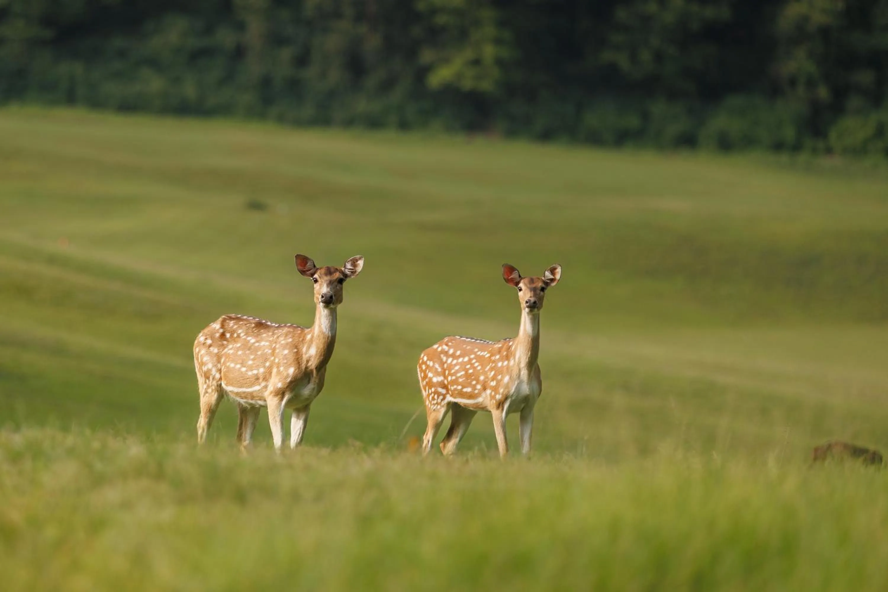Animals in Gokarna Forest Resort Kathmandu