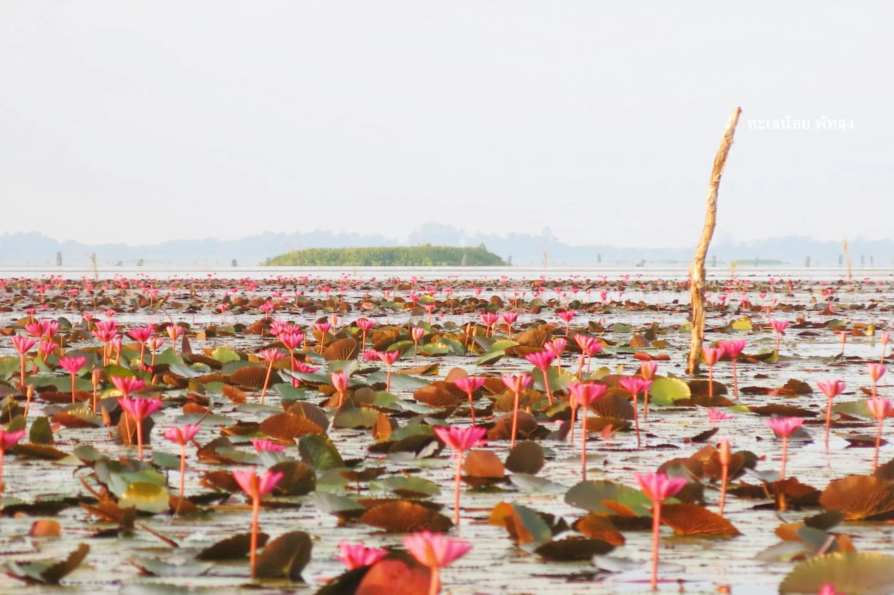 Property building in Banpak Suankaew Talaynoi