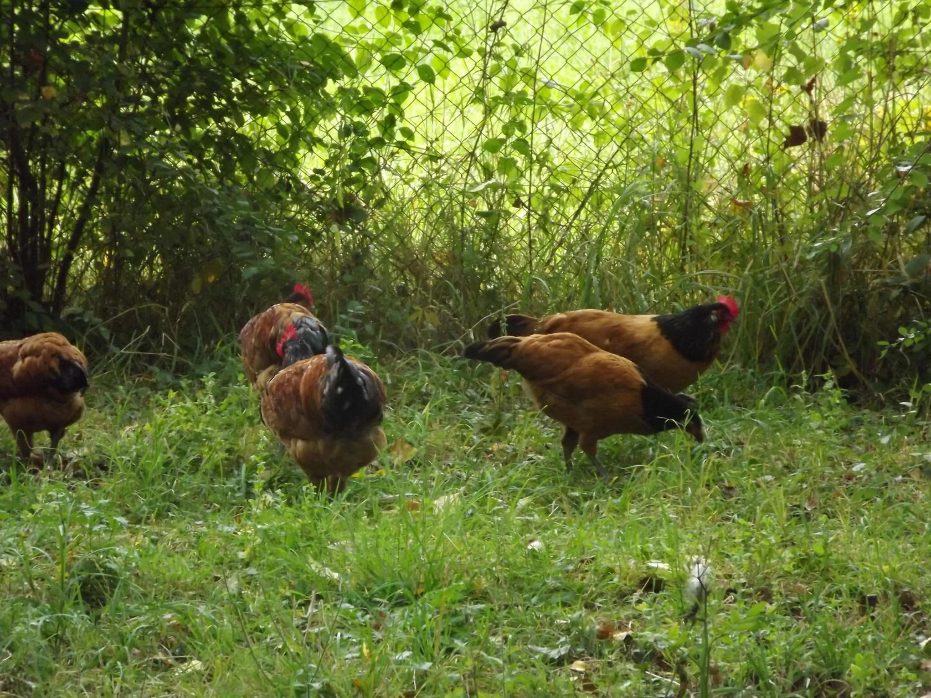 Continental breakfast in La Levraudière