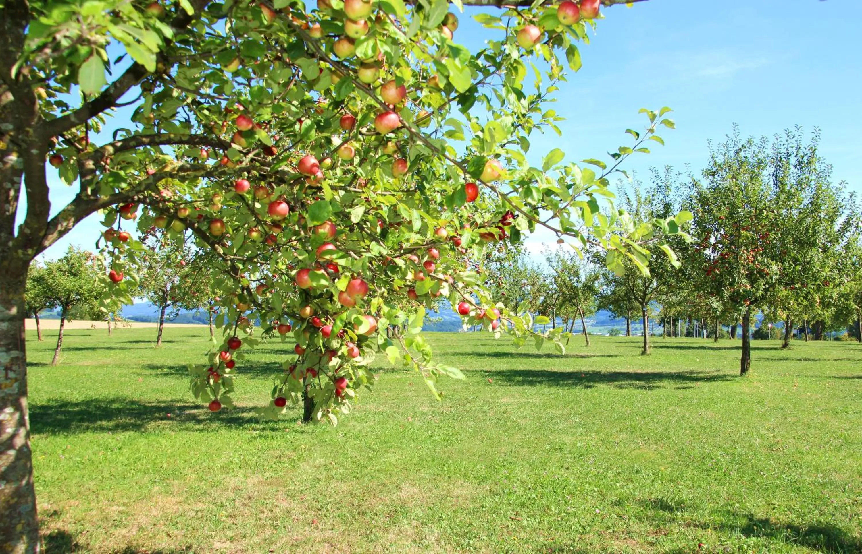 Garden in Mostlandhof