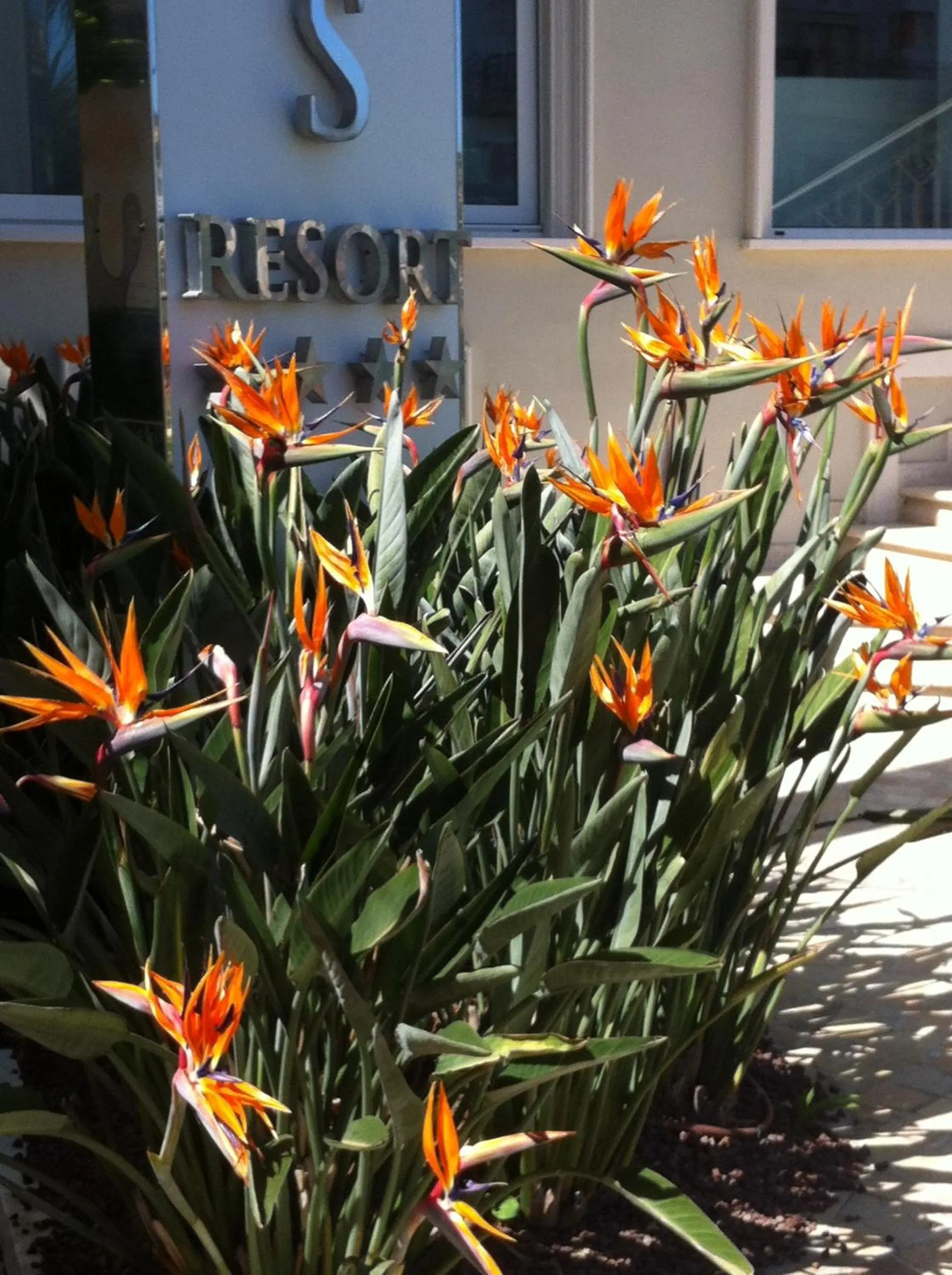 Decorative detail in Olympus Resort