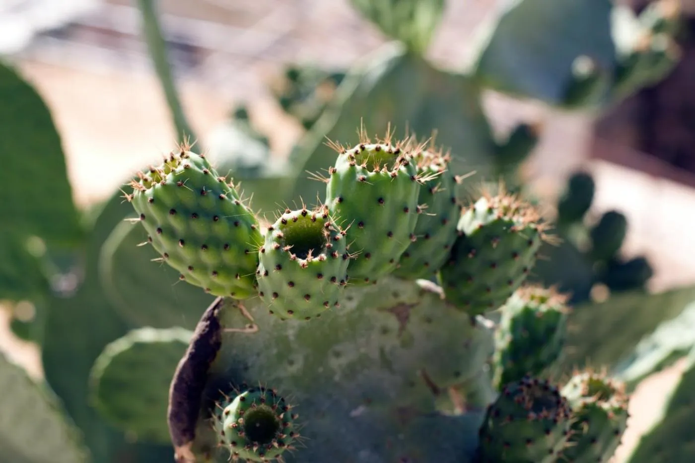 Swimming pool in Bajo El Cejo