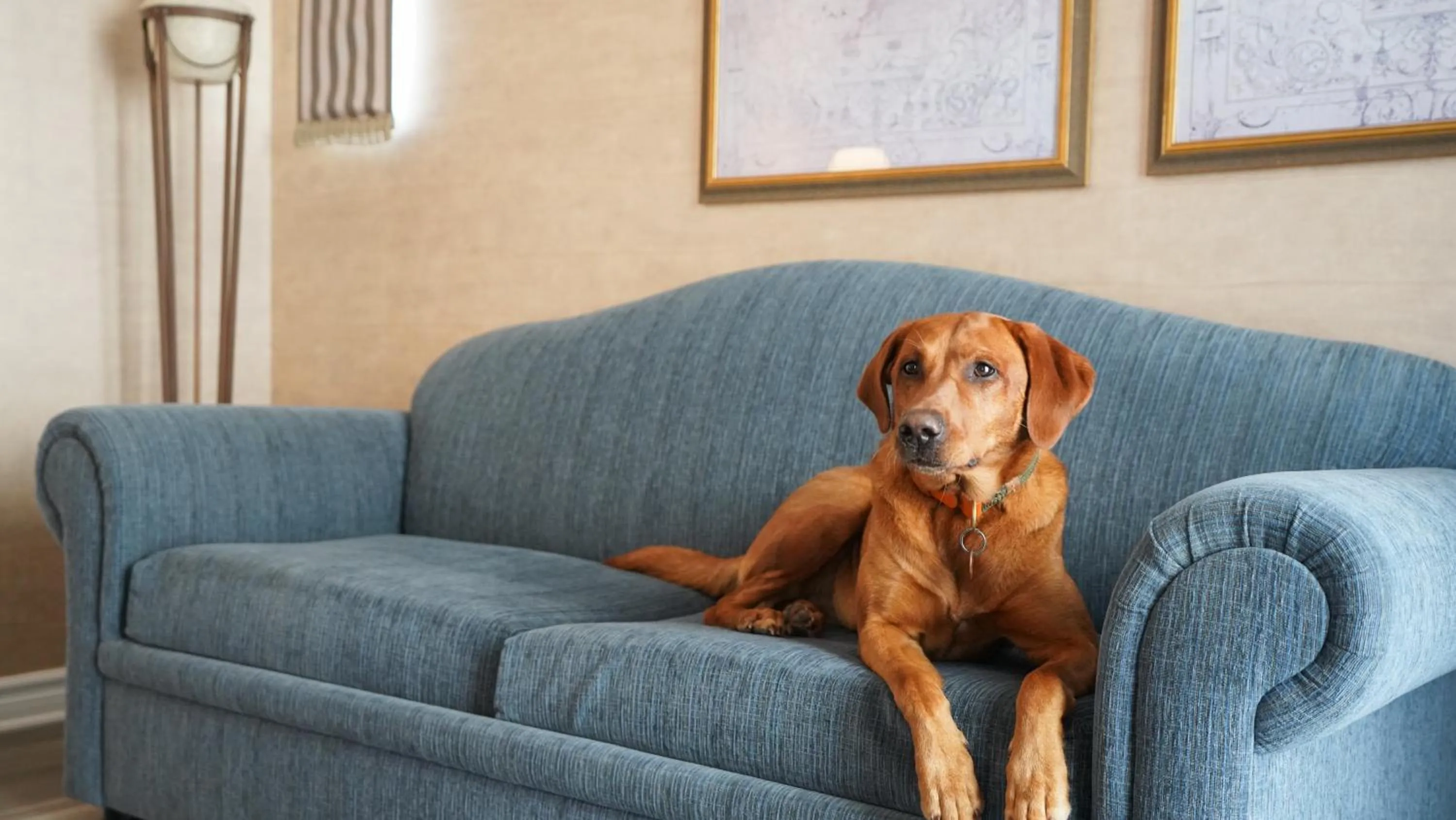 pet friendly in Hôtel Palace Royal Centre-Ville Québec par JARO