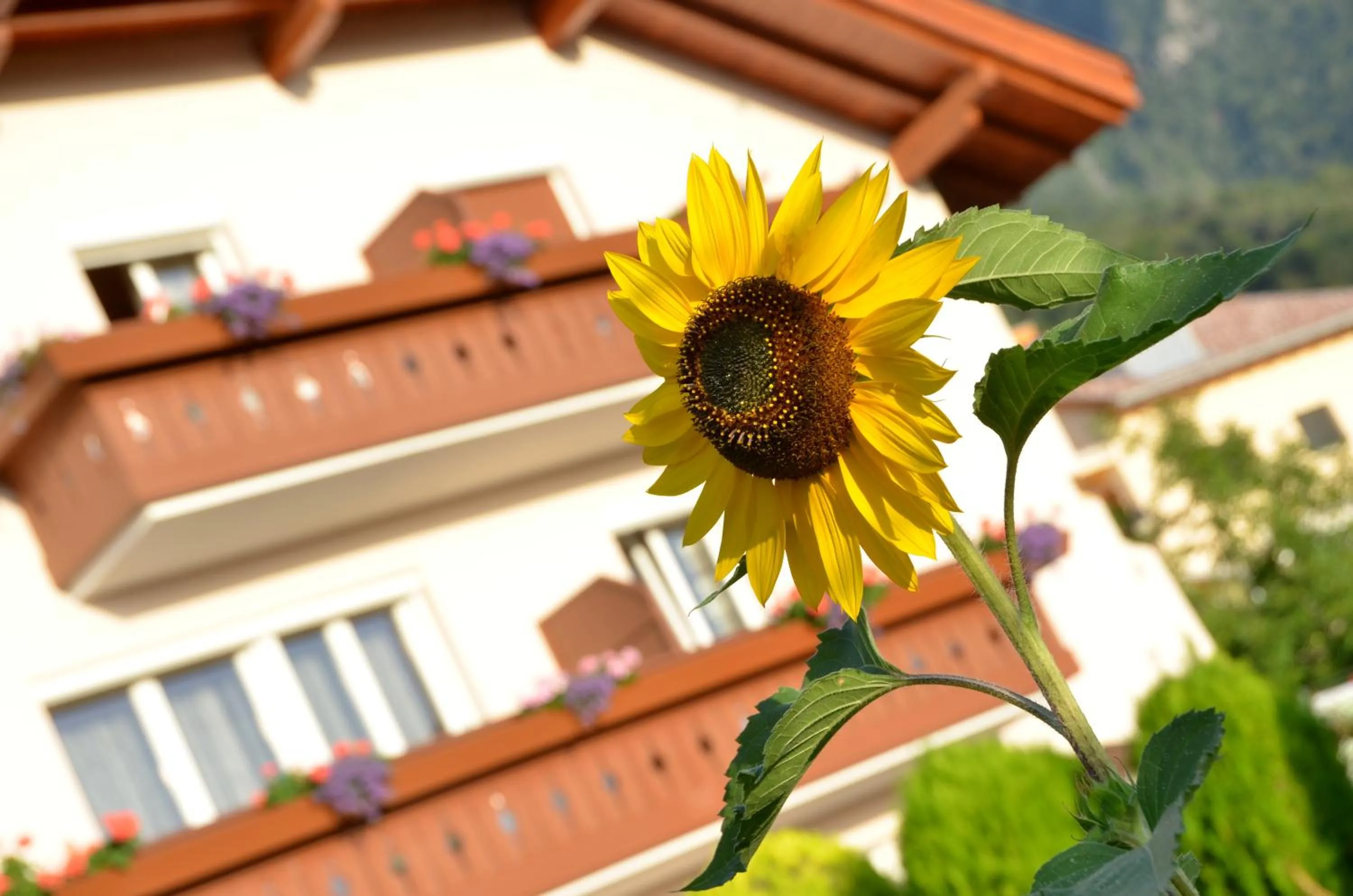 Facade/entrance in Gästehaus Thaler