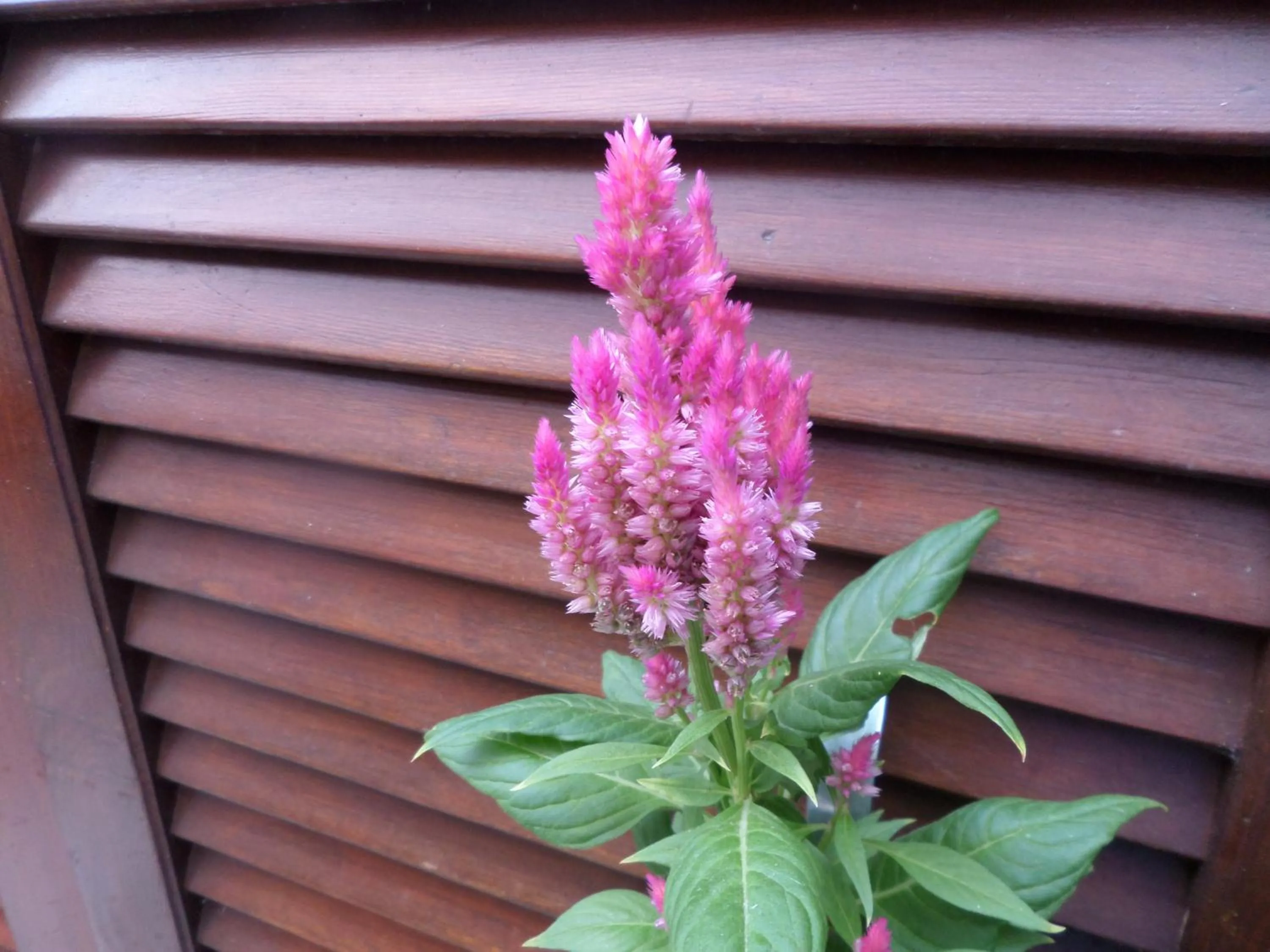 Garden in Artemis Studios & Apartments