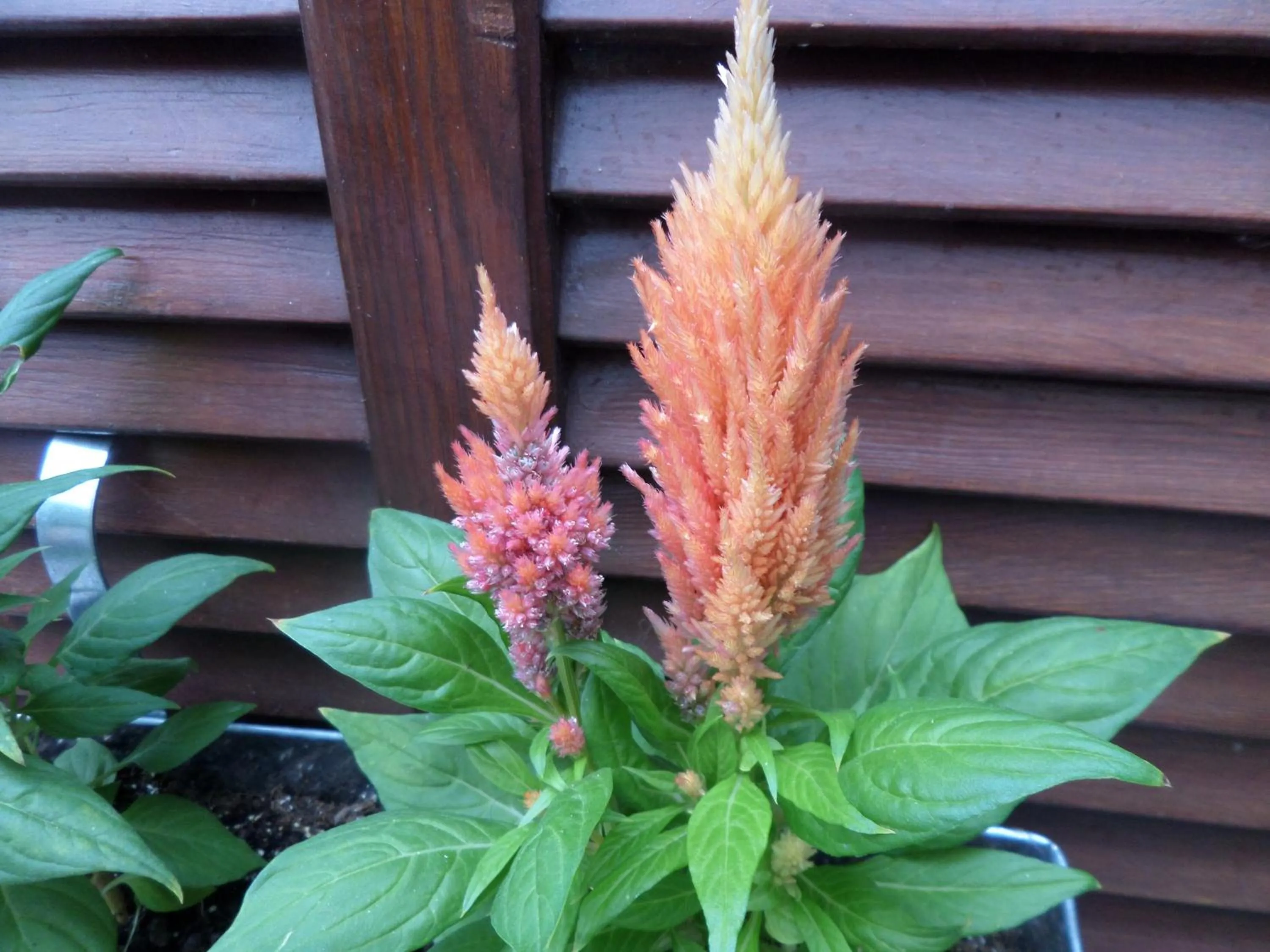 Garden in Artemis Studios & Apartments